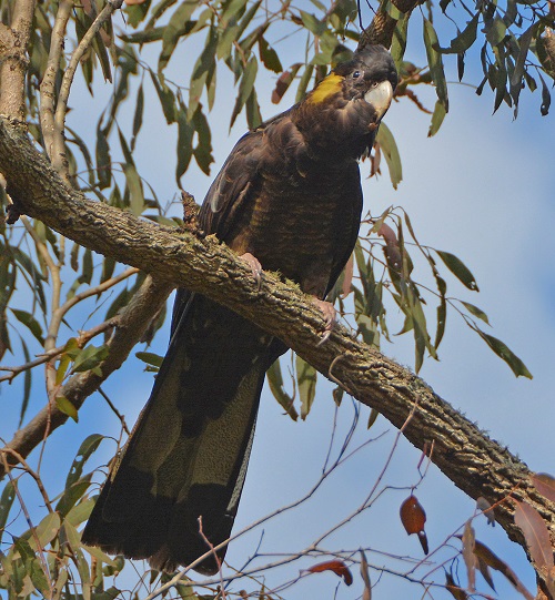Yellow-tailed black cockatoo.