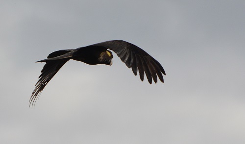 Yellow-tailed black cockatoo.
