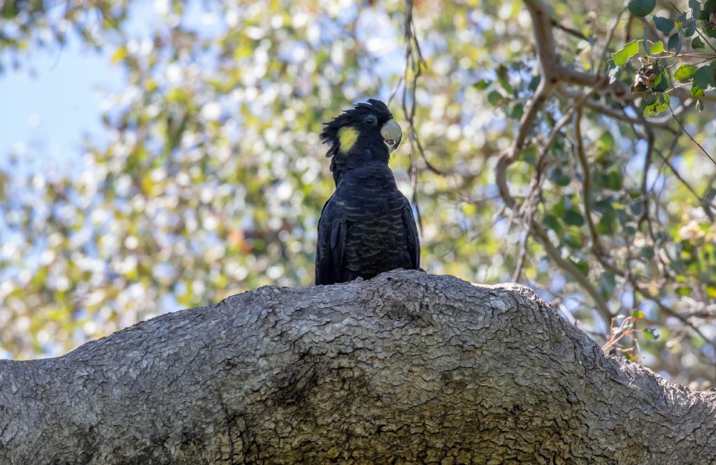 Yellow-tailed Black Cockatoo