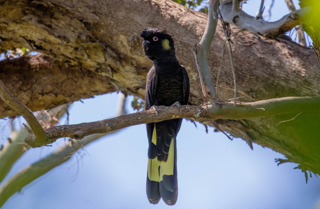 Yellow-tailed Black Cockatoo