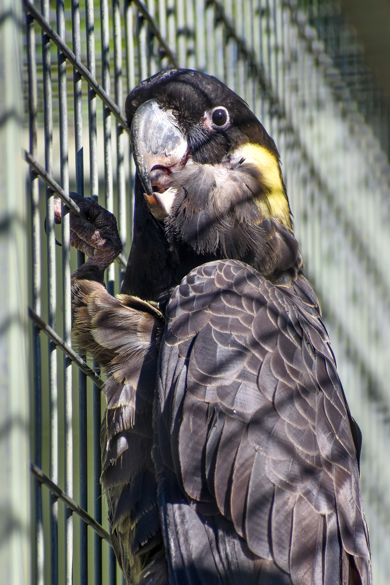Yellow-tailed Black Cockatoo