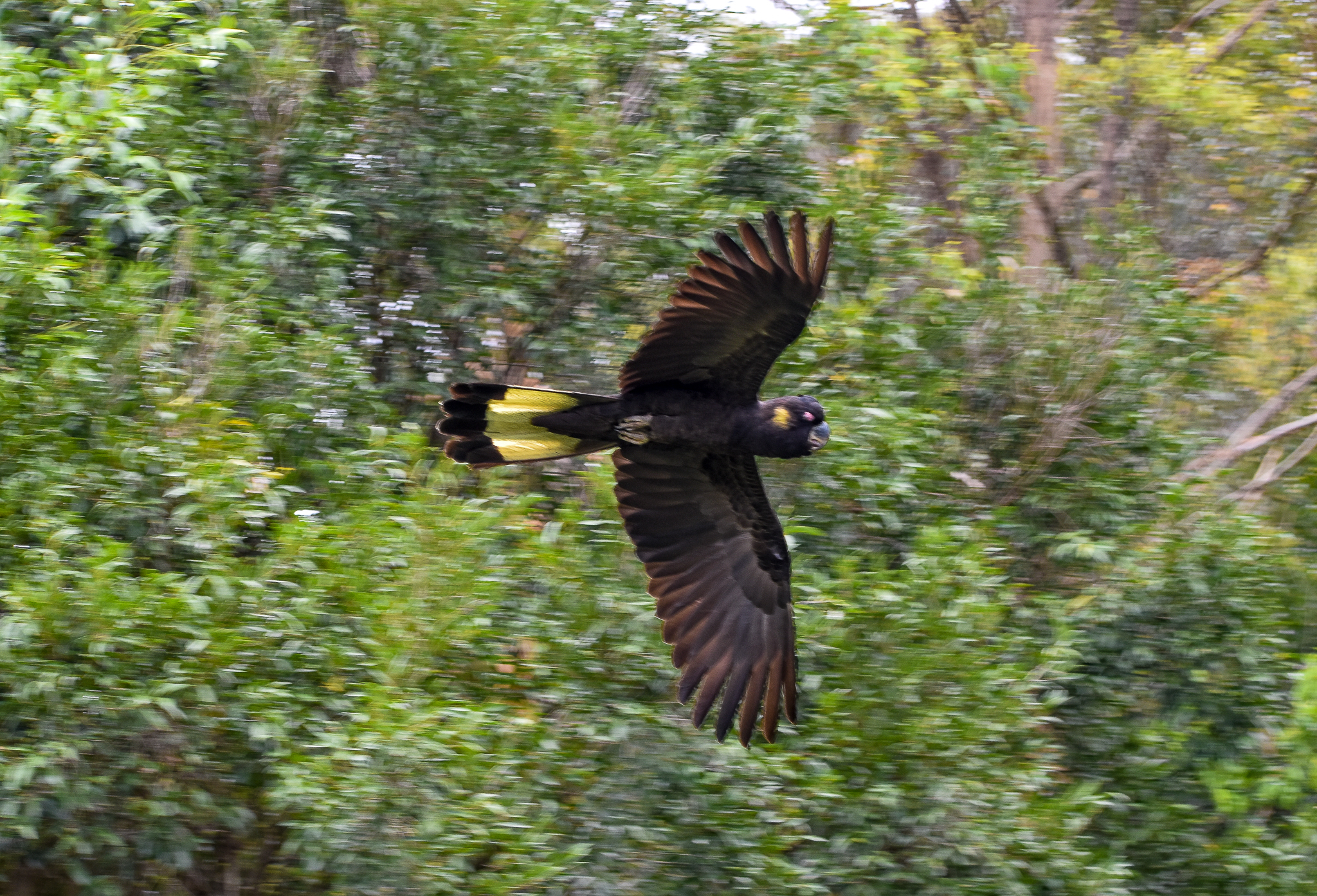 Yellow-tailed Black-Cockatoo
