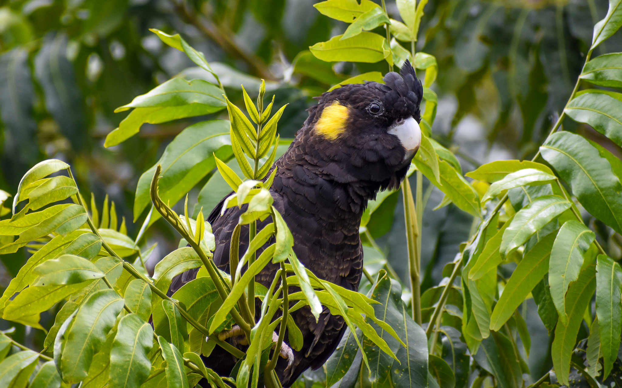 Yellow-tailed Black-Cockatoo