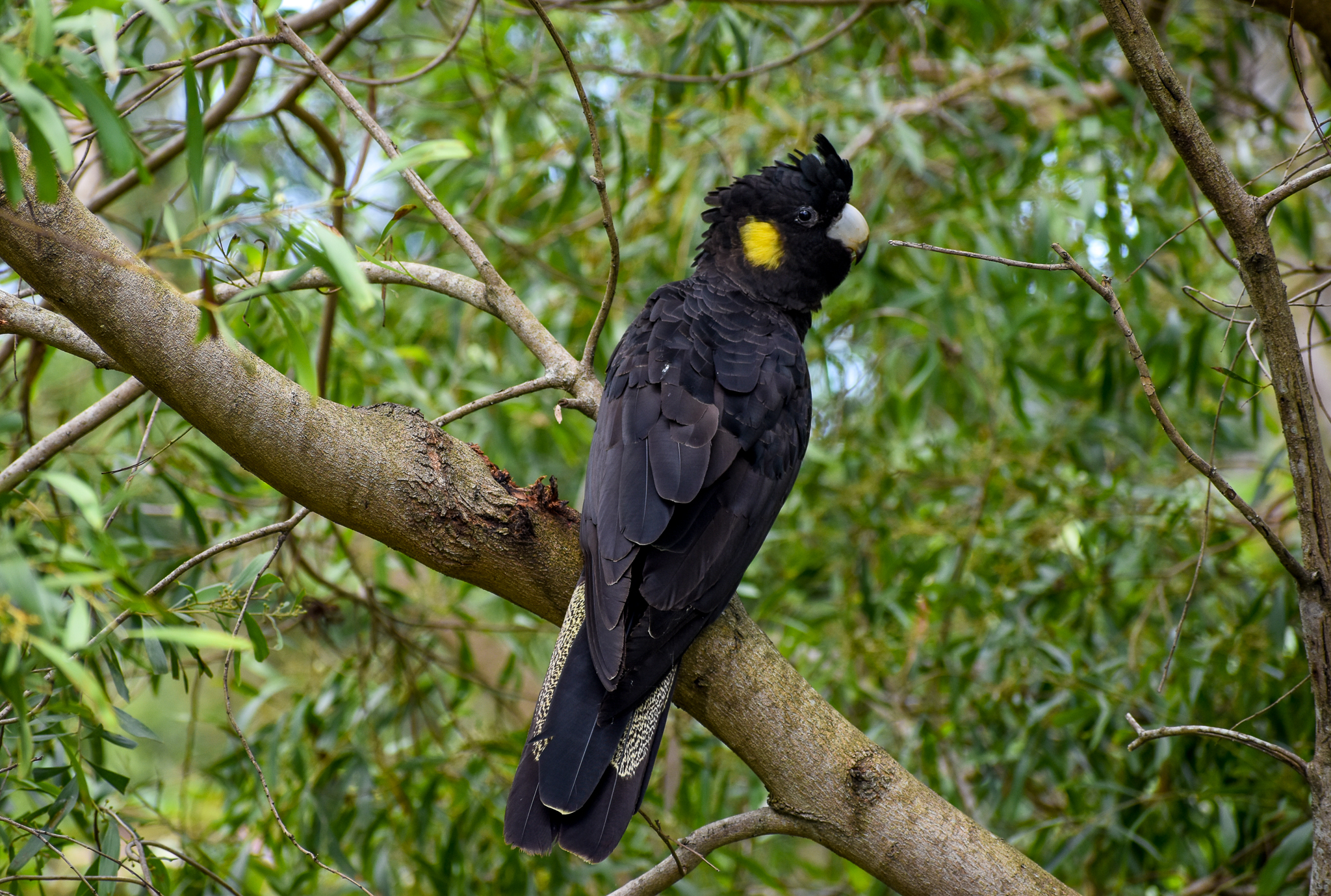 Yellow-tailed Black-Cockatoo