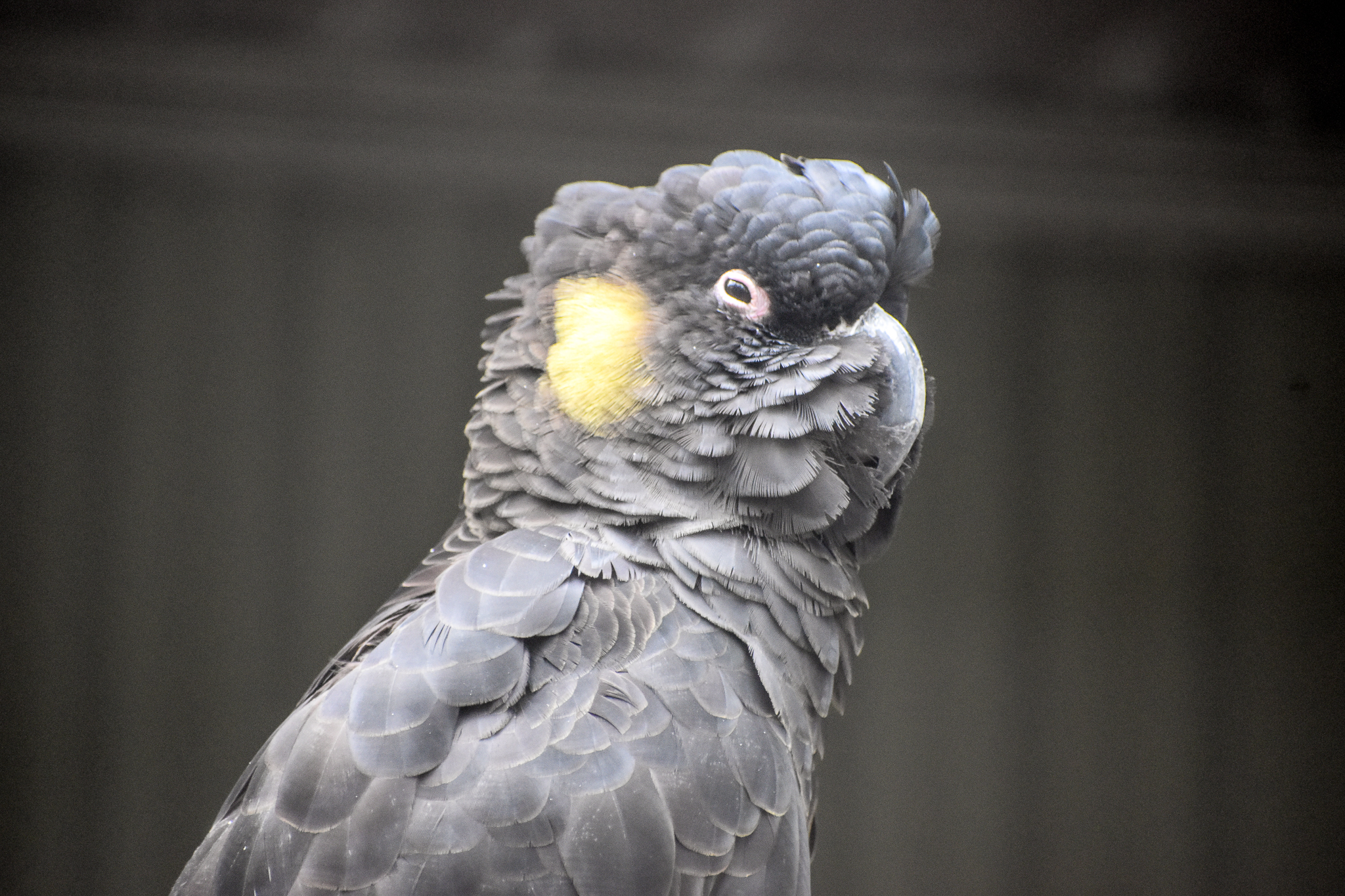 Yellow-tailed Black Cockatoo