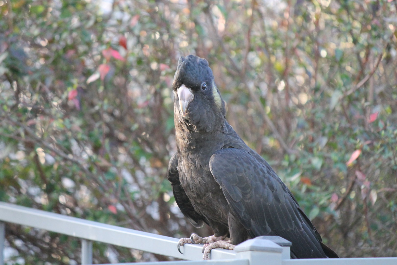 Yellow-tailed Black-Cockatoo