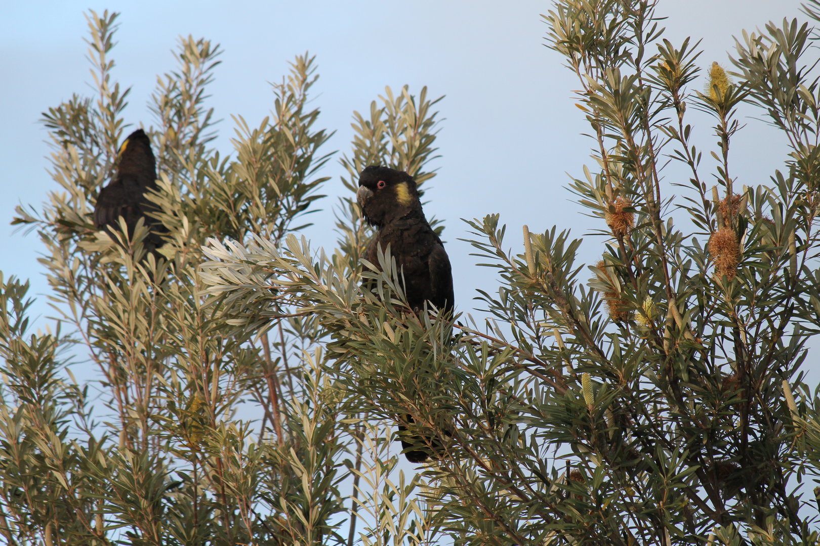 Yellow-tailed Black-Cockatoo