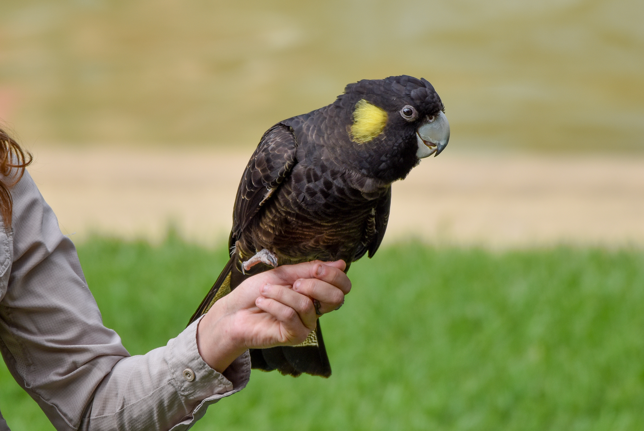 Yellow-tailed Black-Cockatoo