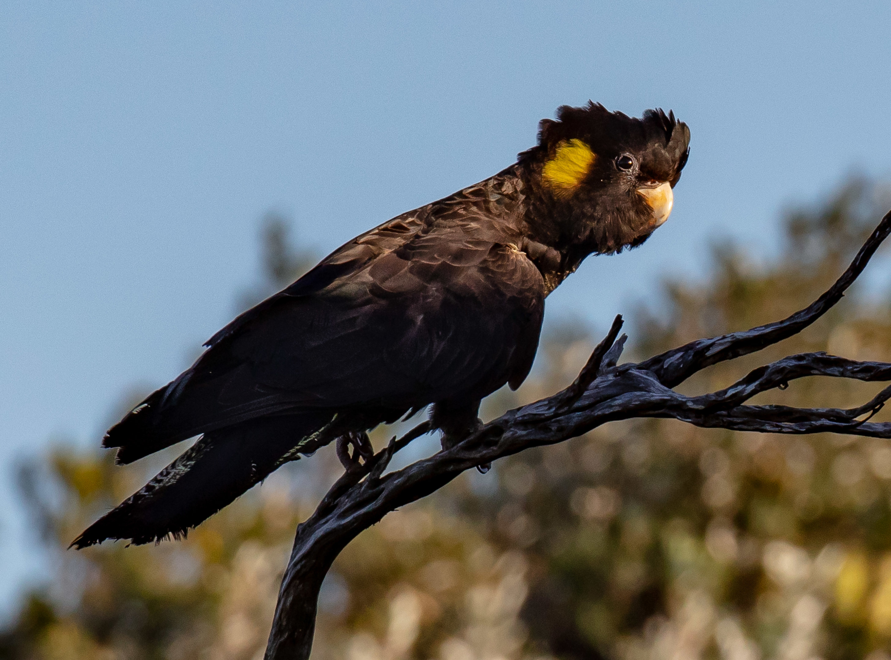Yellow-tailed Black Cockatoo