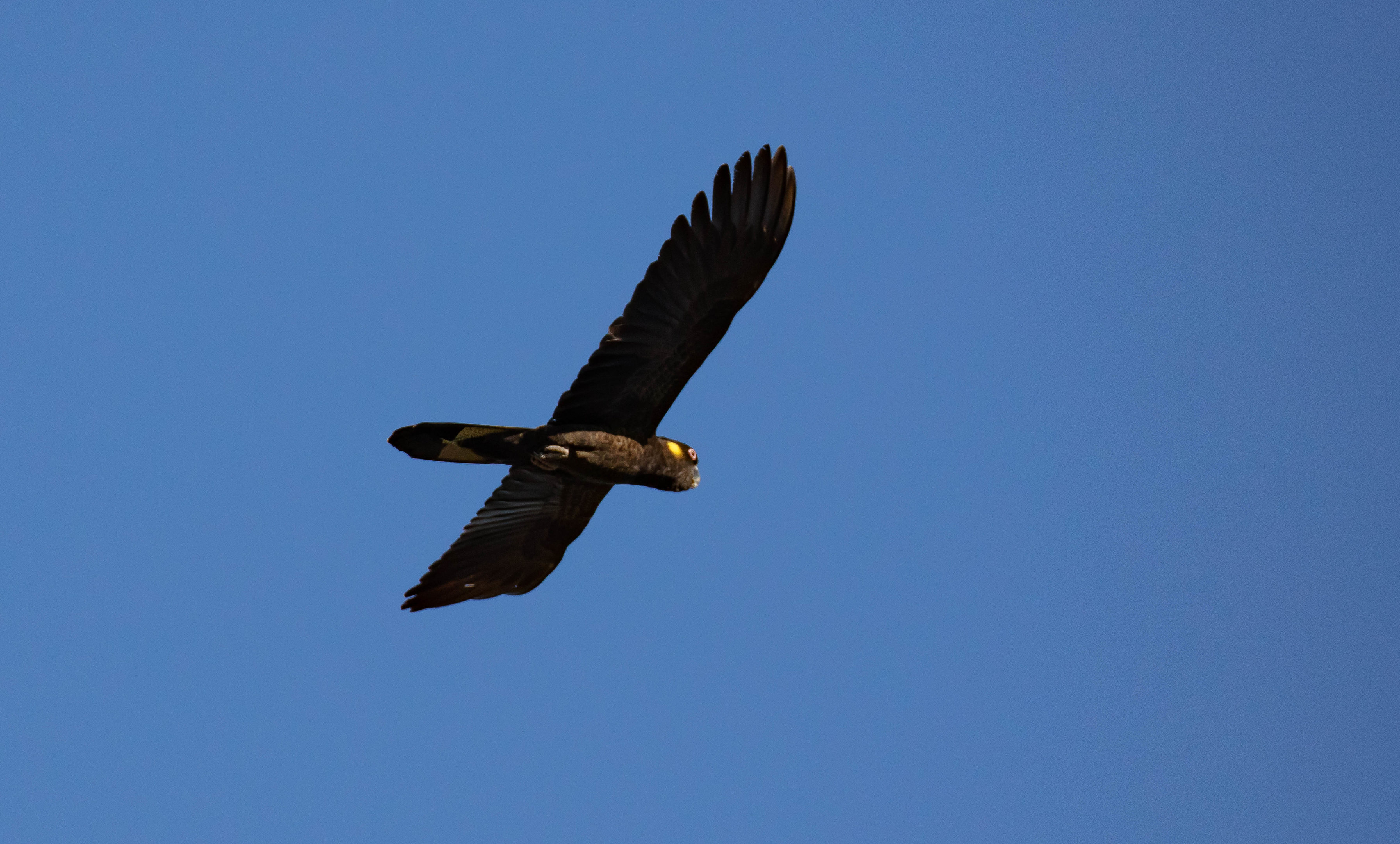 Yellow-tailed Black Cockatoo