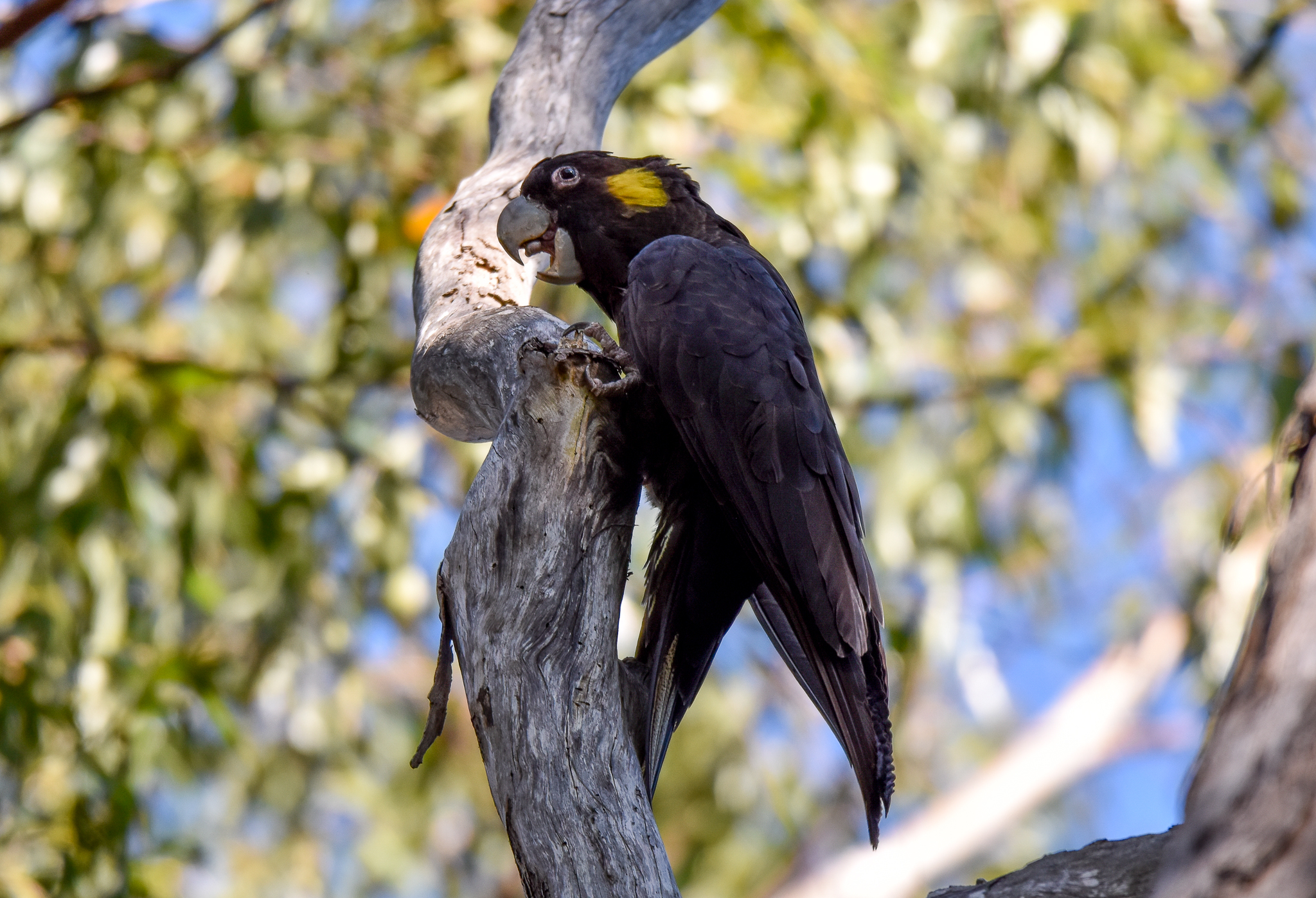 Yellow-tailed Black Cockatoo