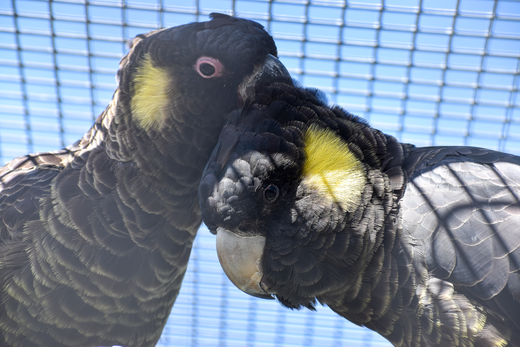 Yellow-tailed Black Cockatoo