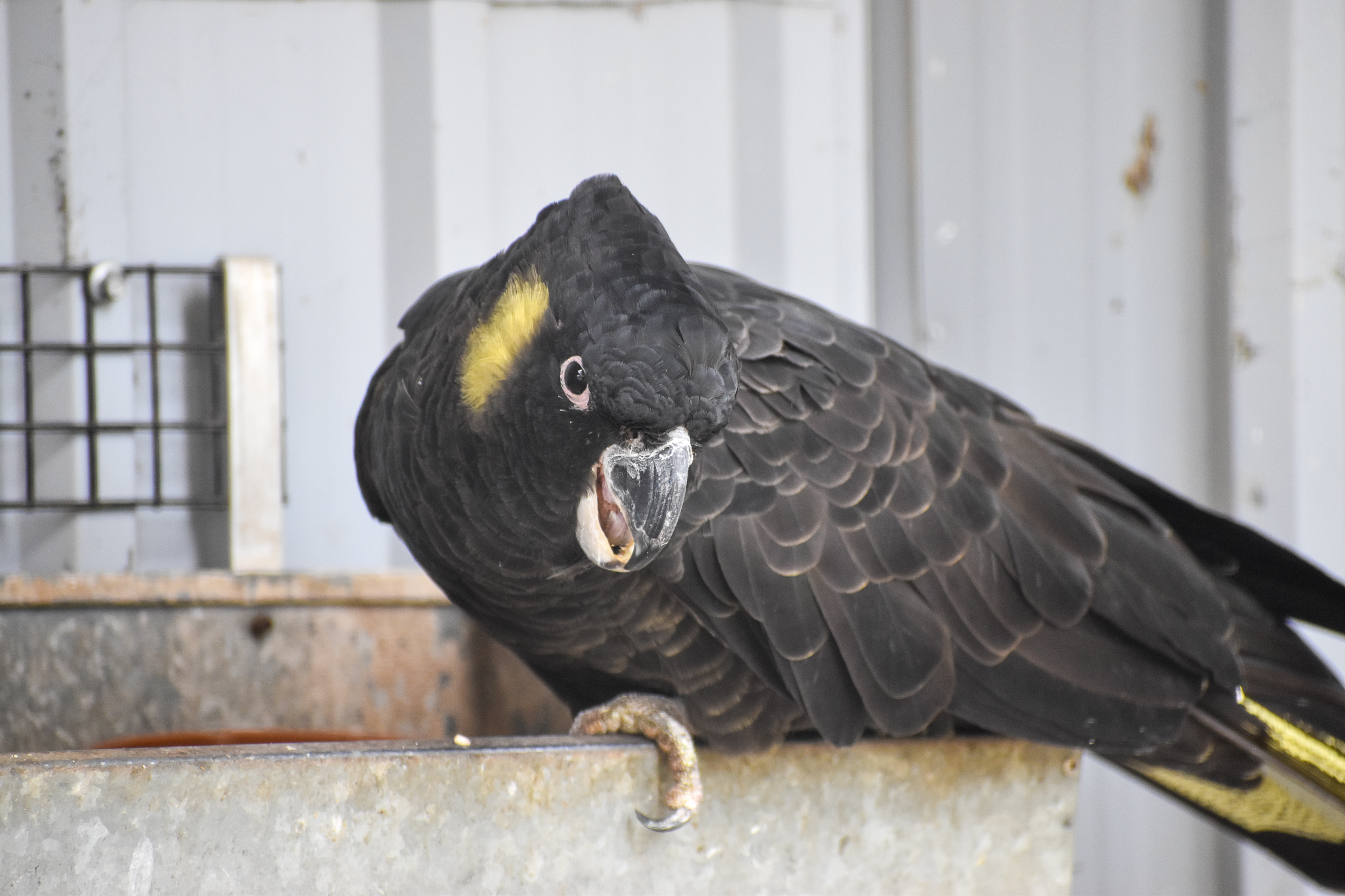 Yellow-tailed Black Cockatoo