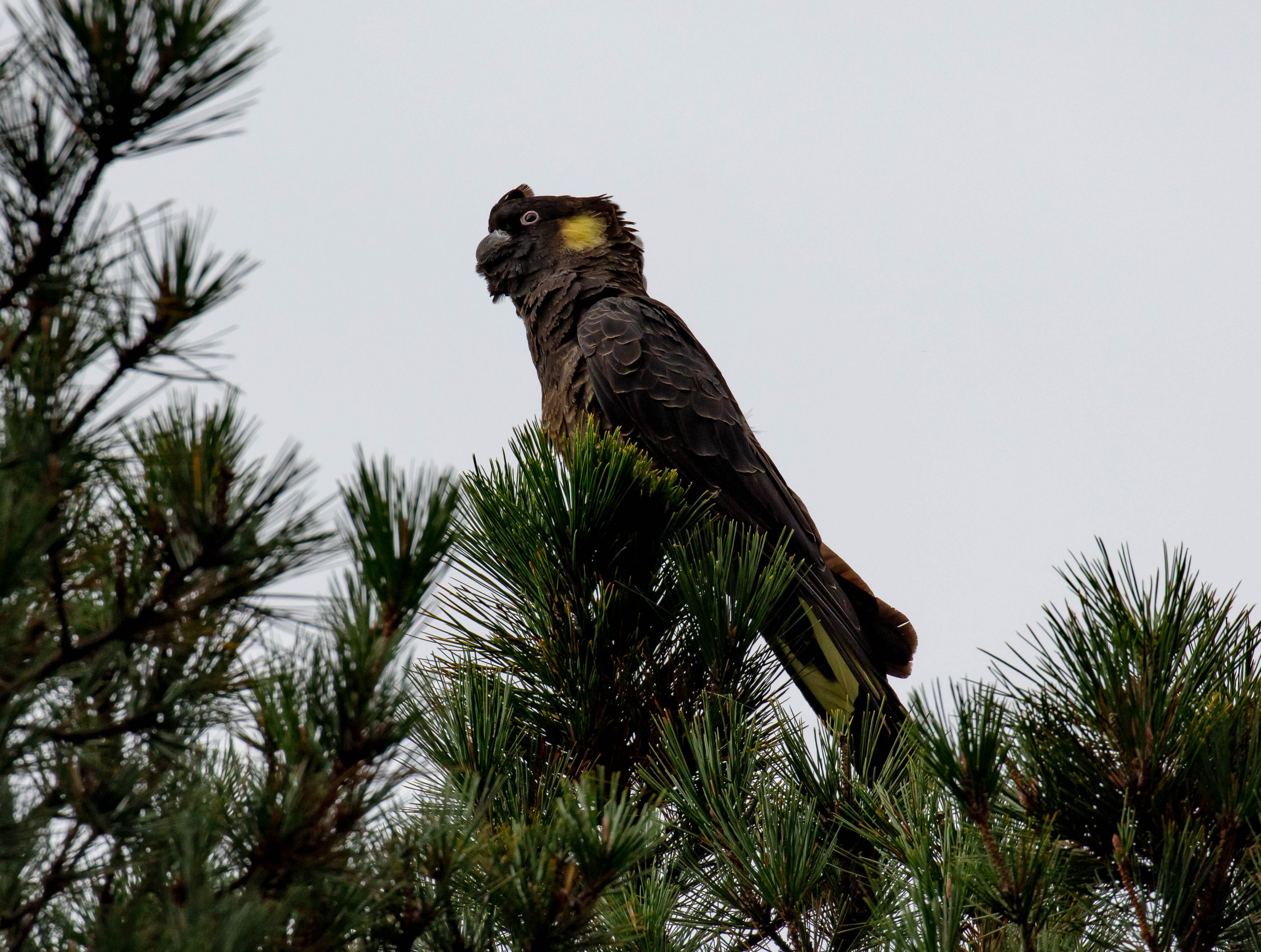 Yellow-tailed Black Cockatoo