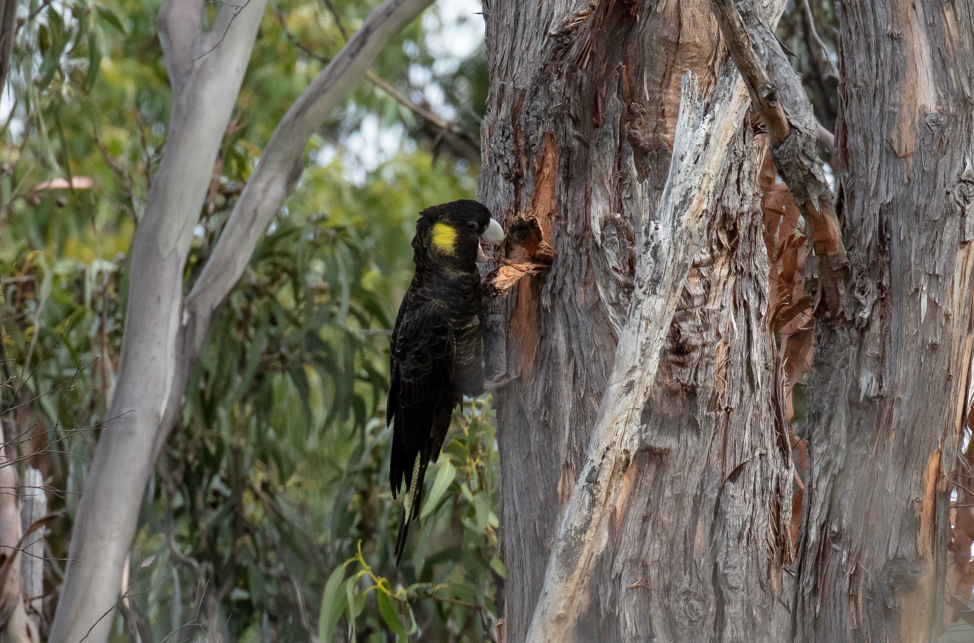 Yellow-tailed Black Cockatoo