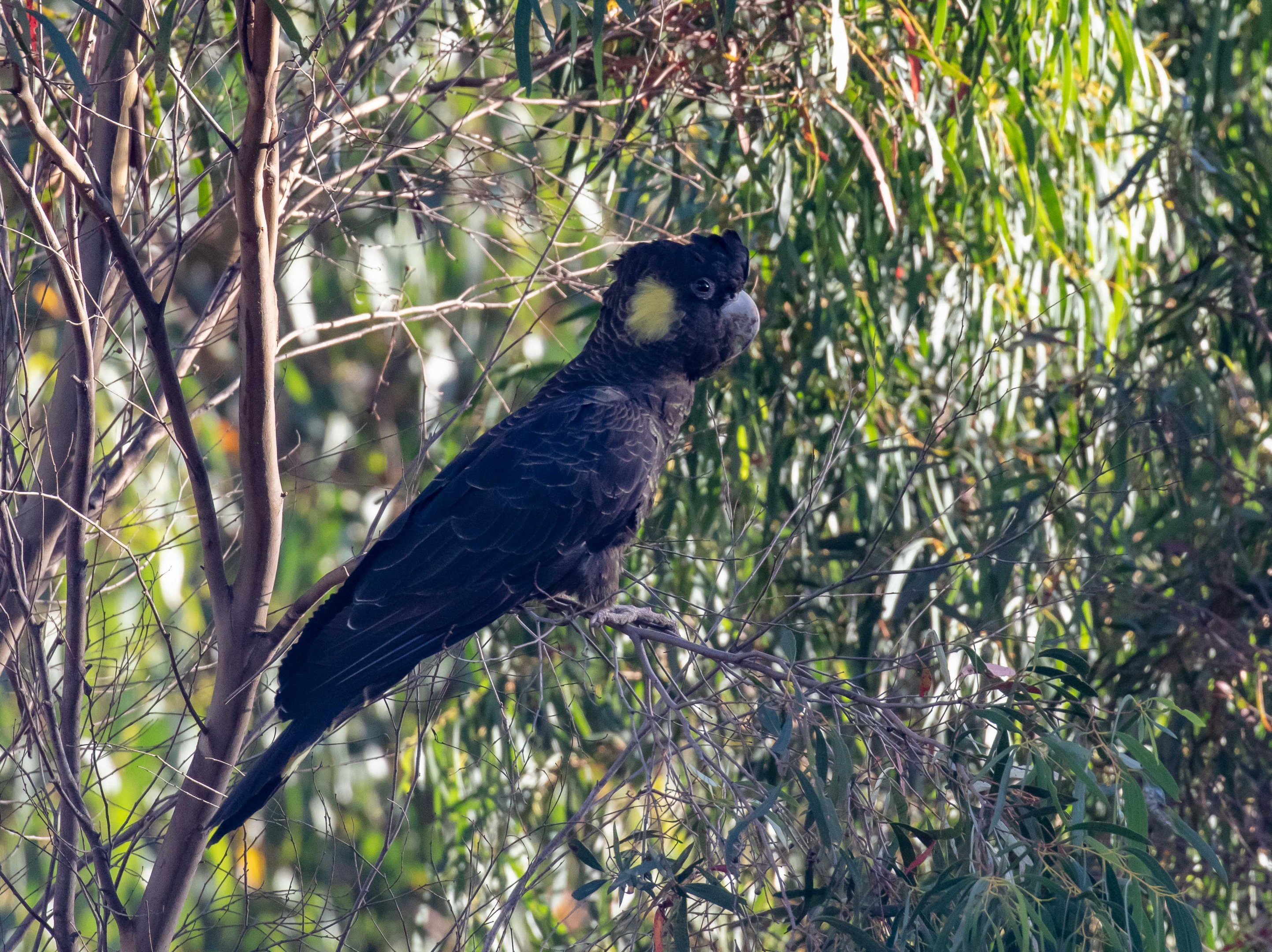 Yellow-tailed Black Cockatoo