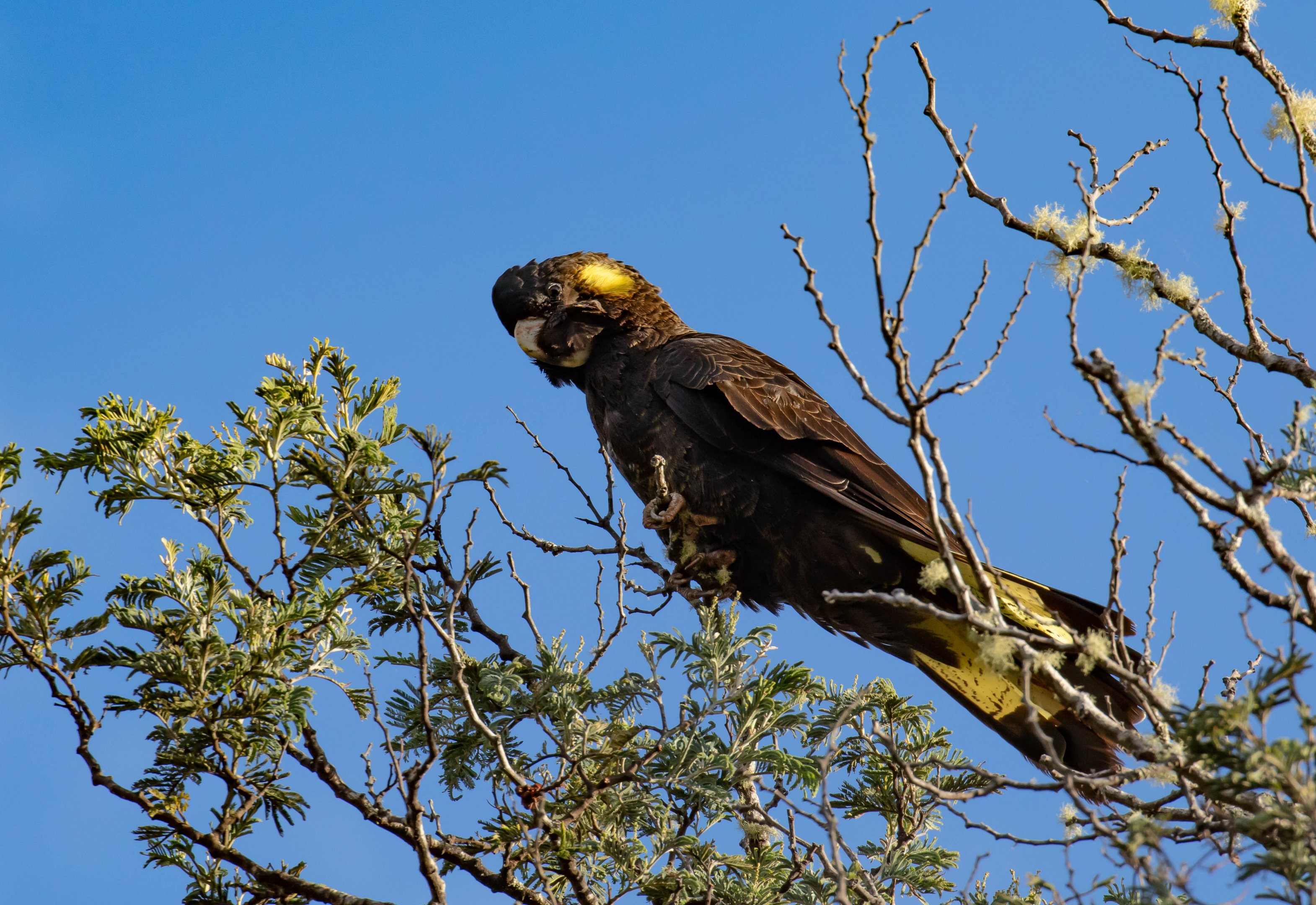 Yellow-tailed Black Cockatoo