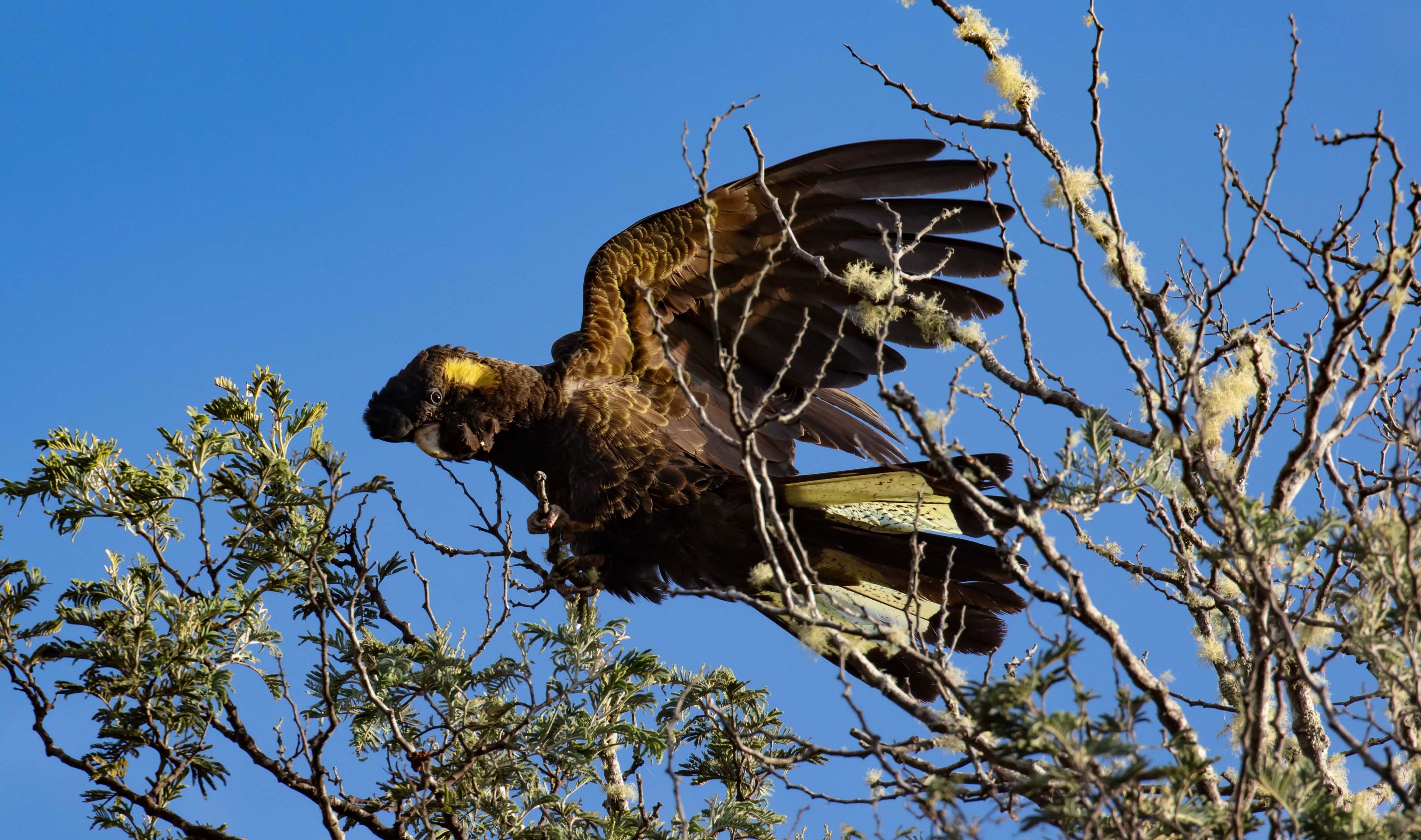 Yellow-tailed Black Cockatoo