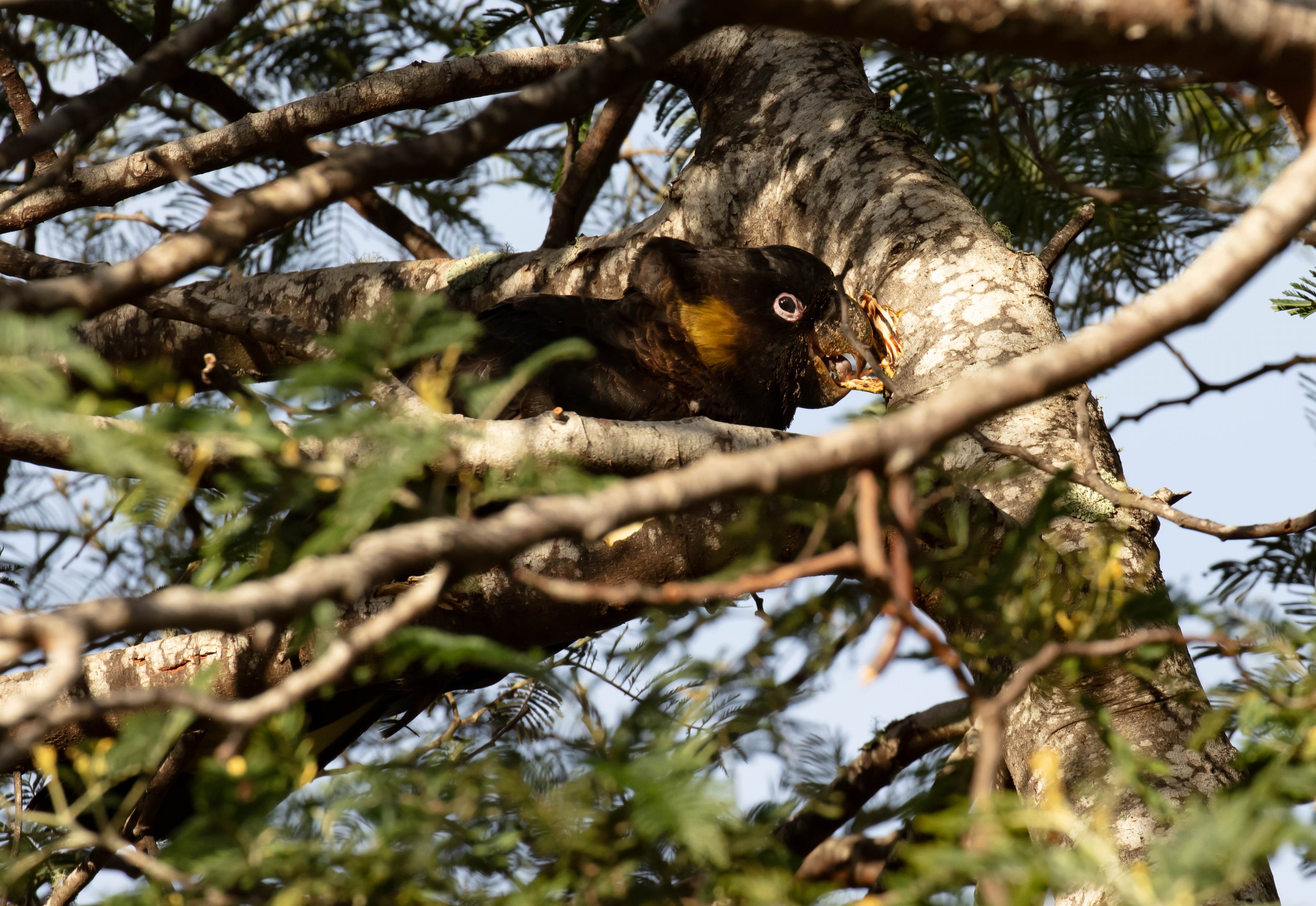 Yellow-tailed Black Cockatoo