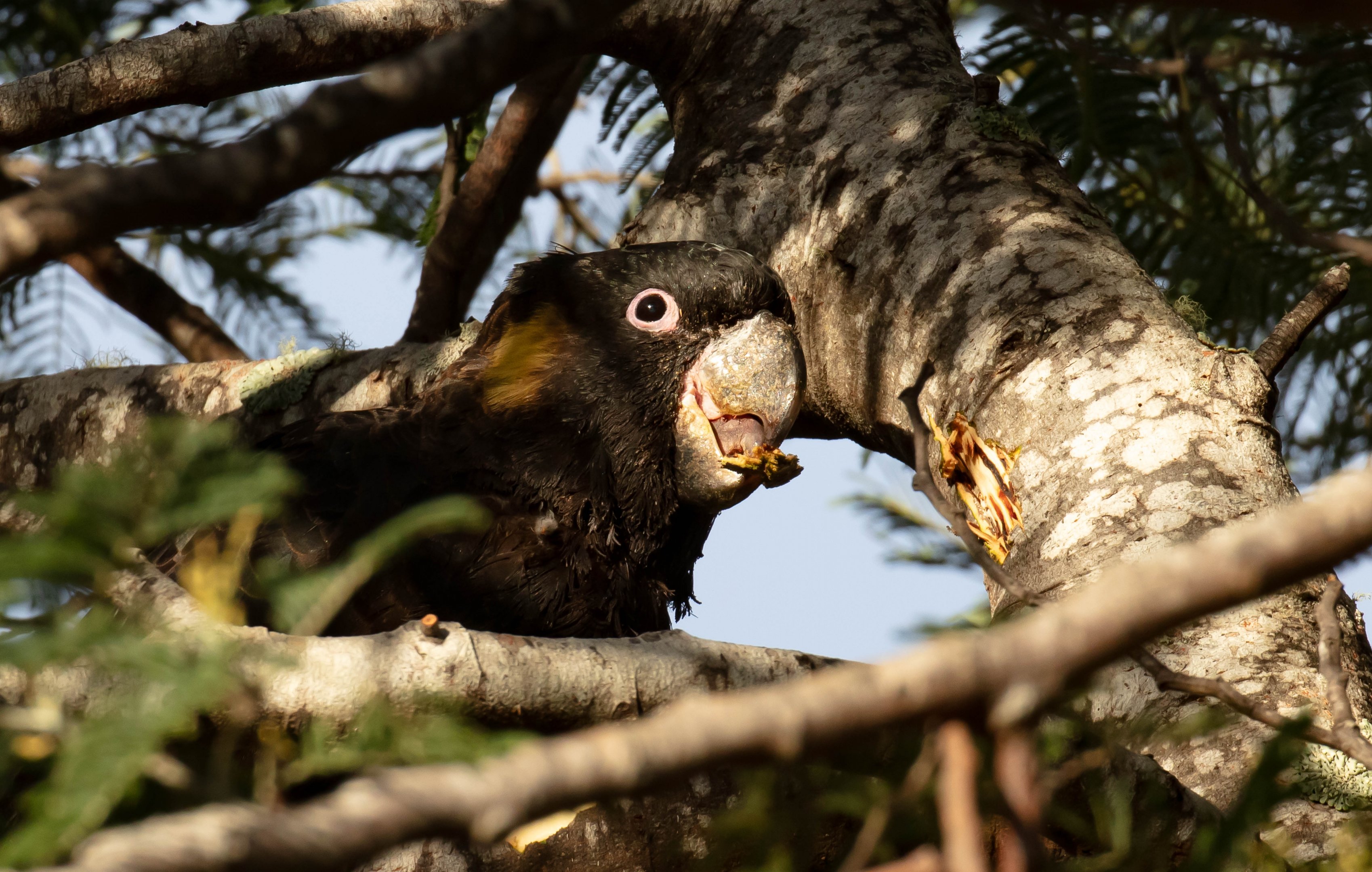 Yellow-tailed Black Cockatoo