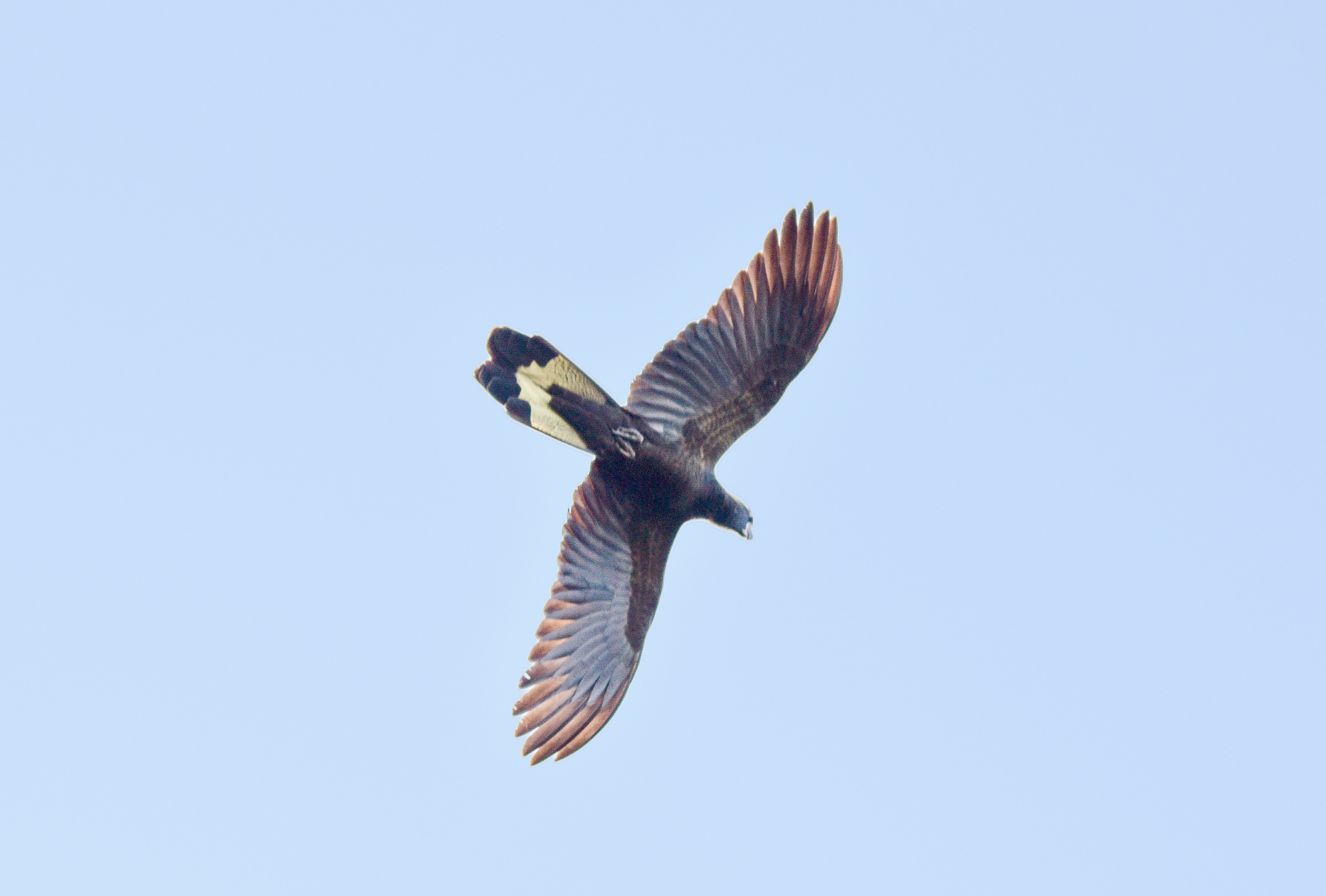 Yellow-tailed Black Cockatoo