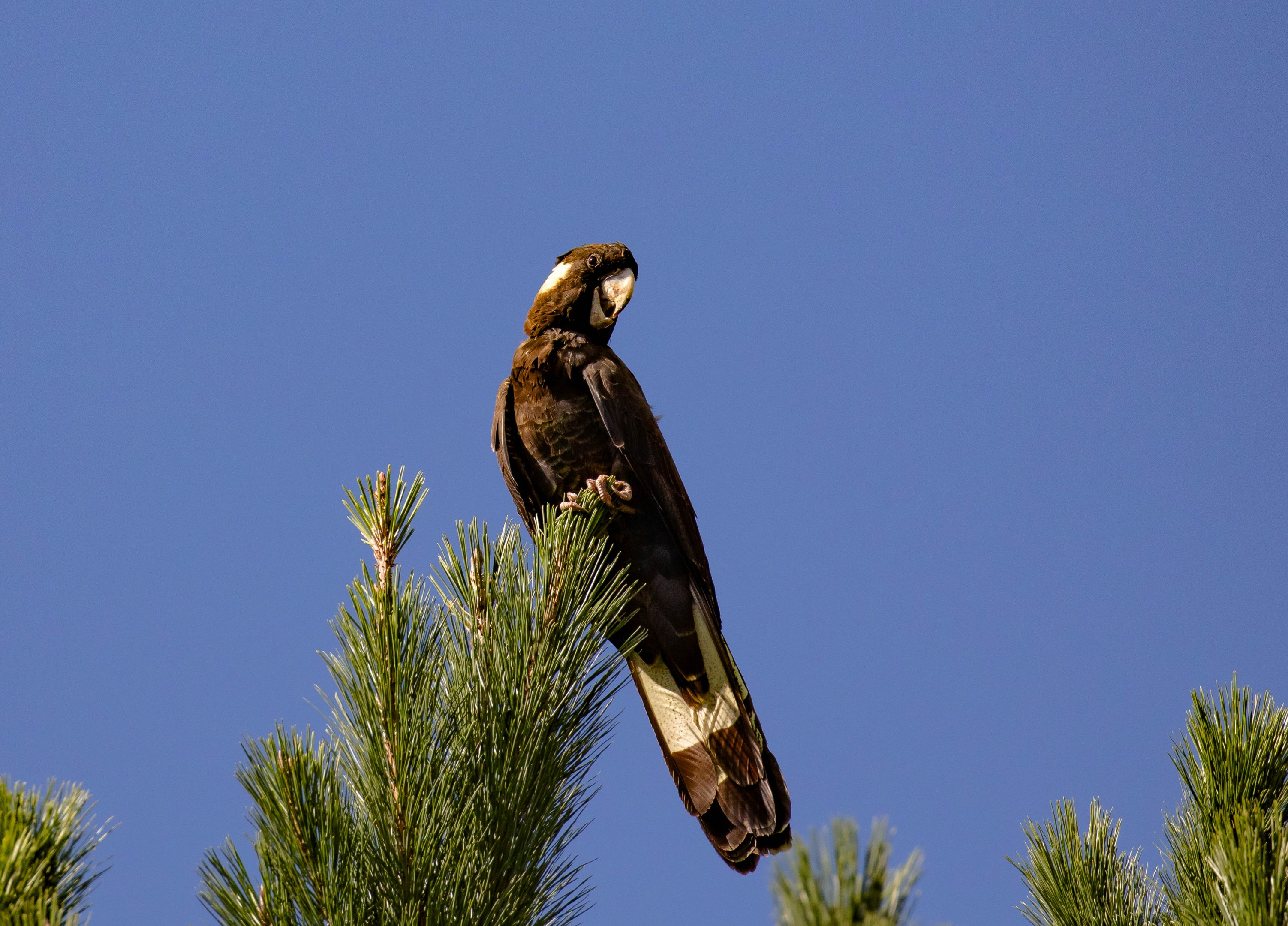 Yellow-tailed Black Cockatoo