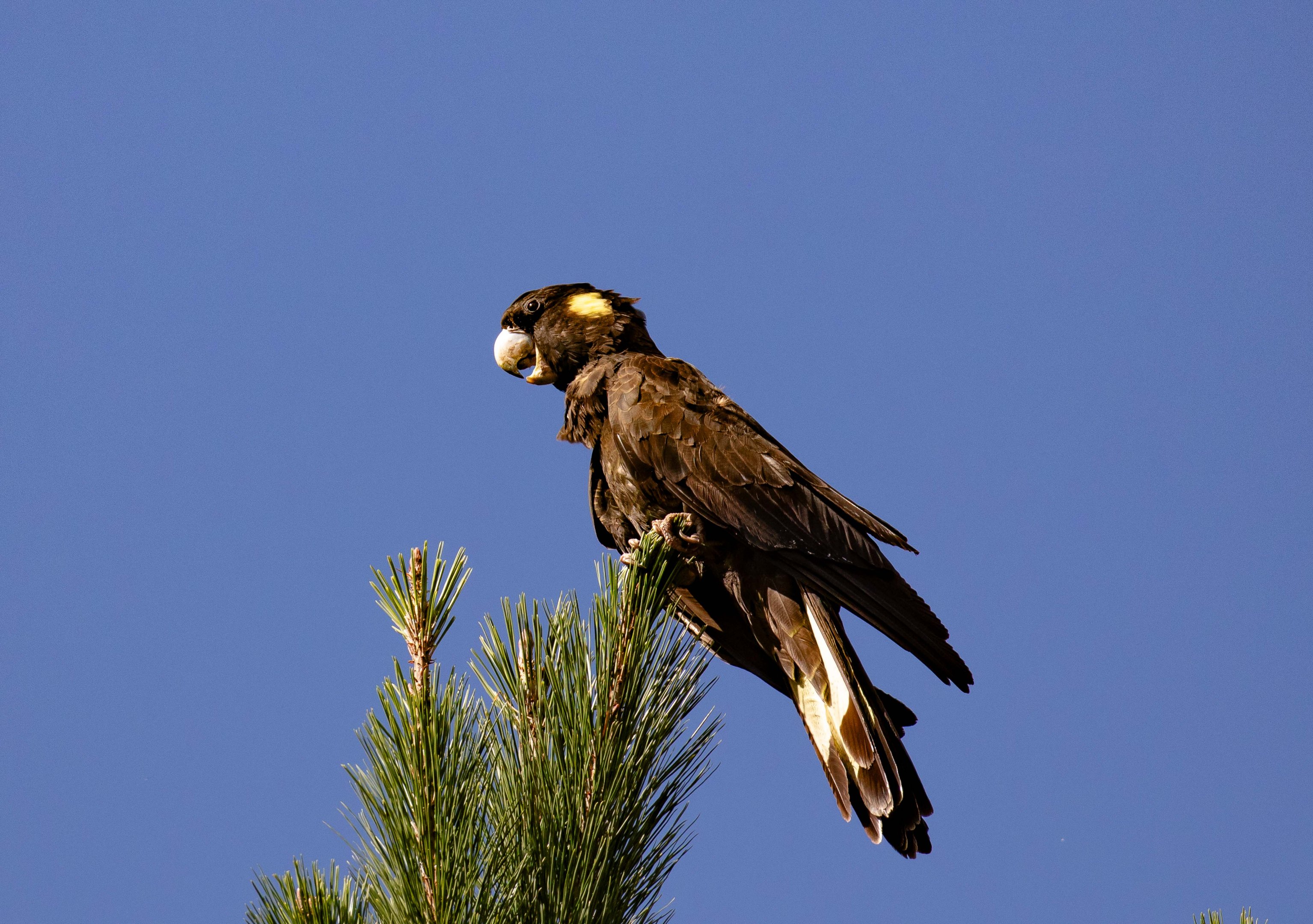 Yellow-tailed Black Cockatoo