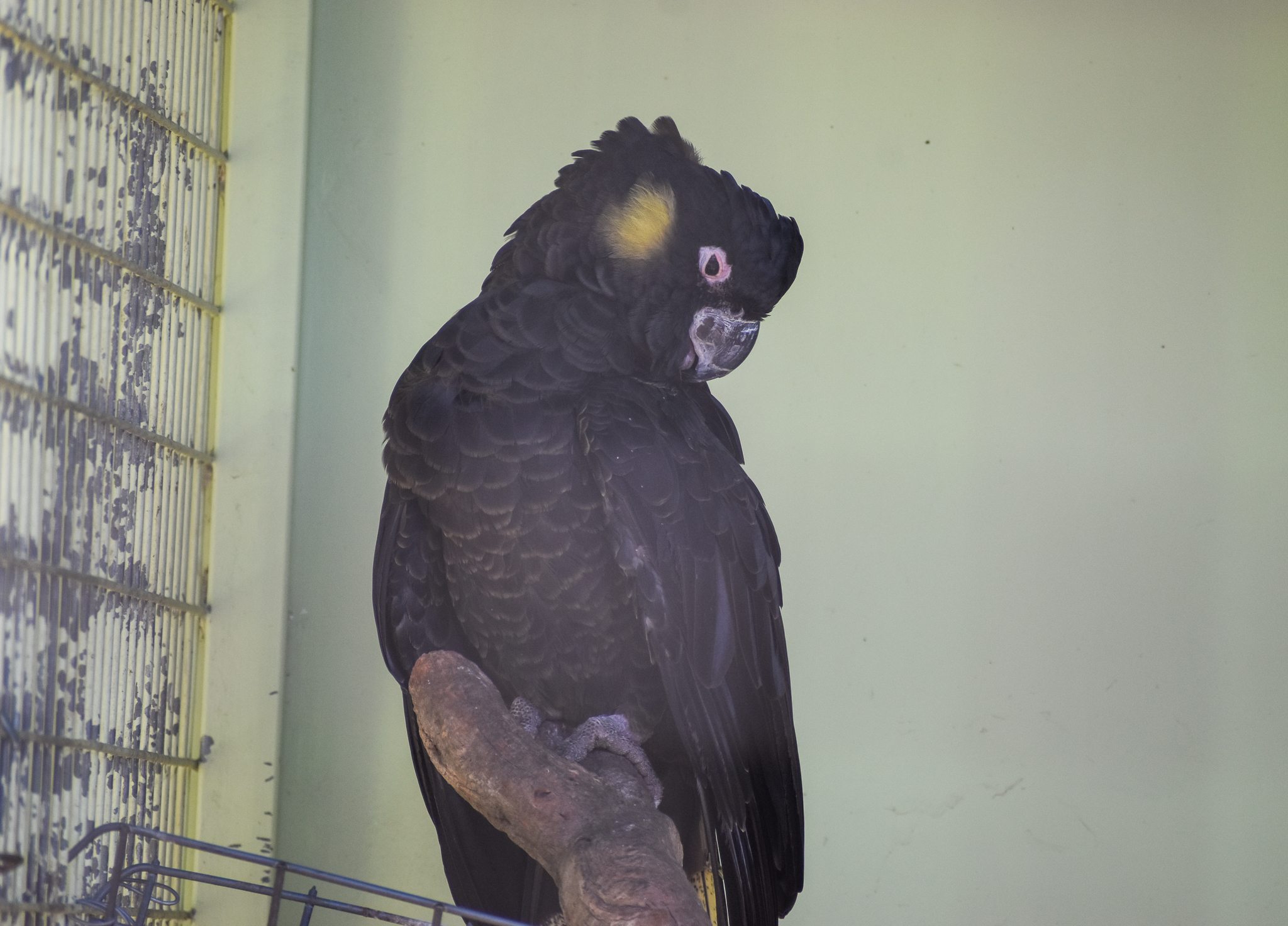 Yellow-tailed Black Cockatoo