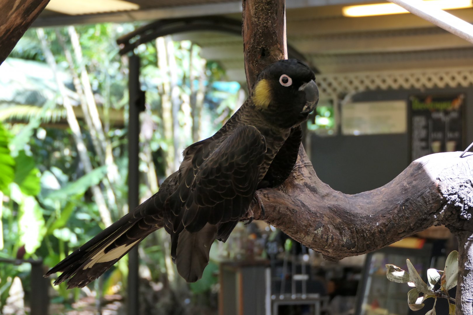Yellow-tailed Black-Cockatoo