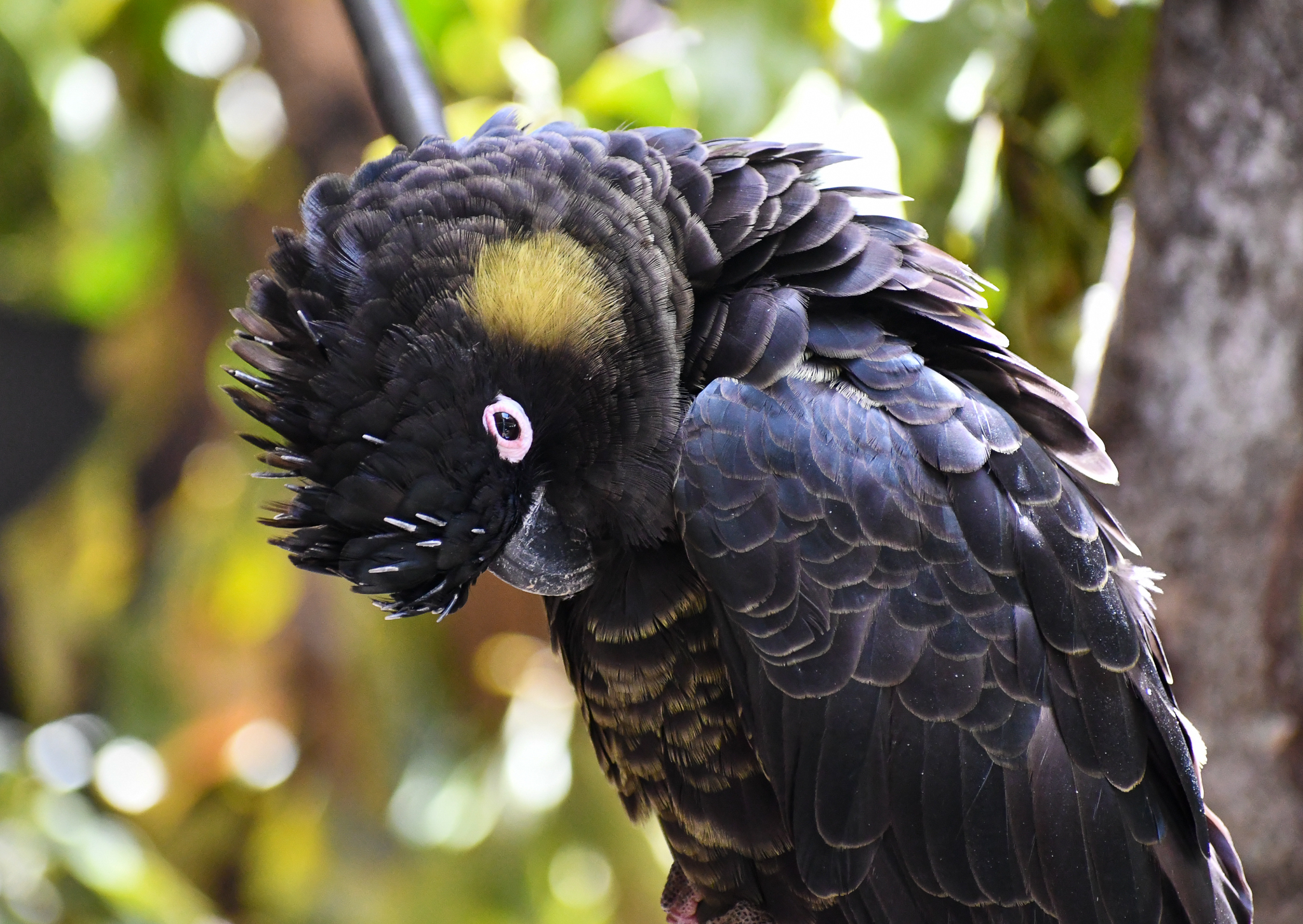 Yellow-tailed Black Cockatoo