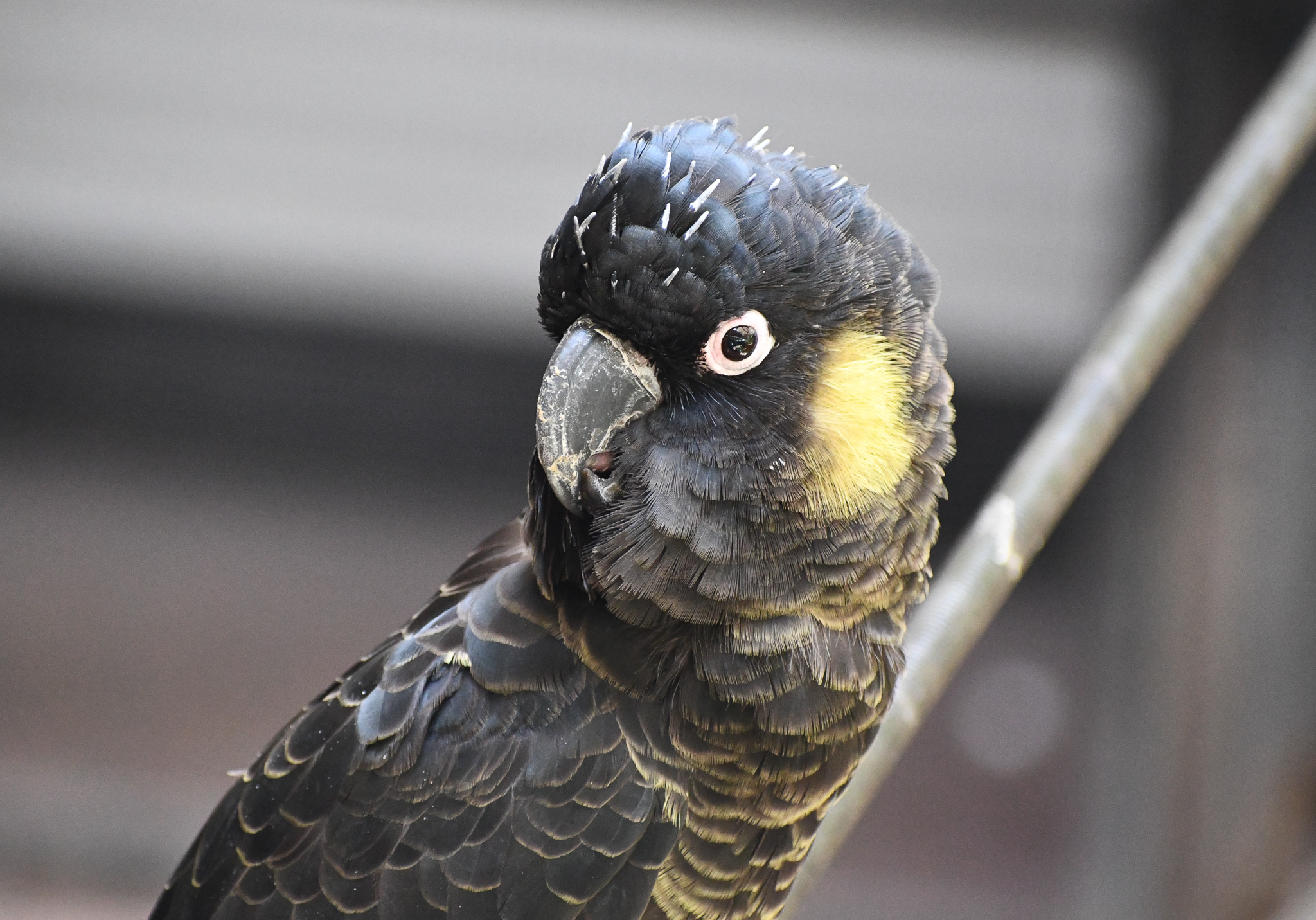 Yellow-tailed Black Cockatoo
