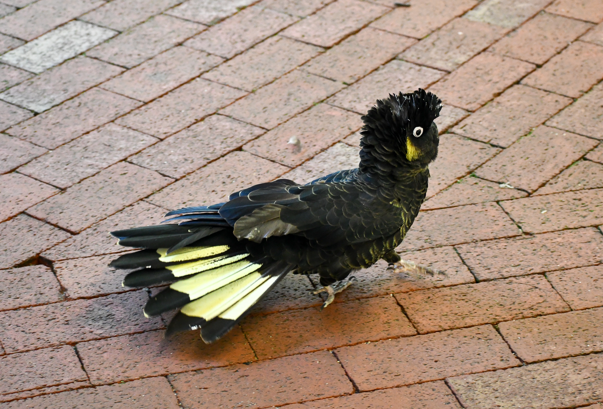 Yellow-tailed Black Cockatoo