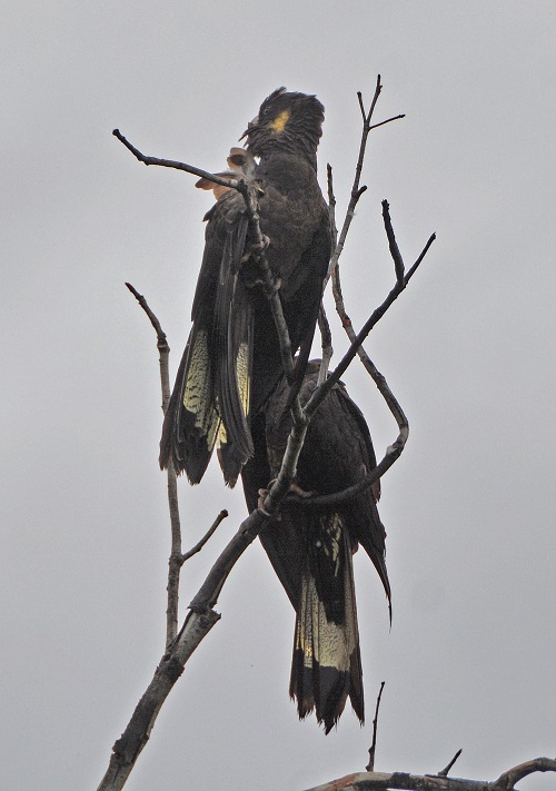 Yellow-tailed black cockatoos after rain.