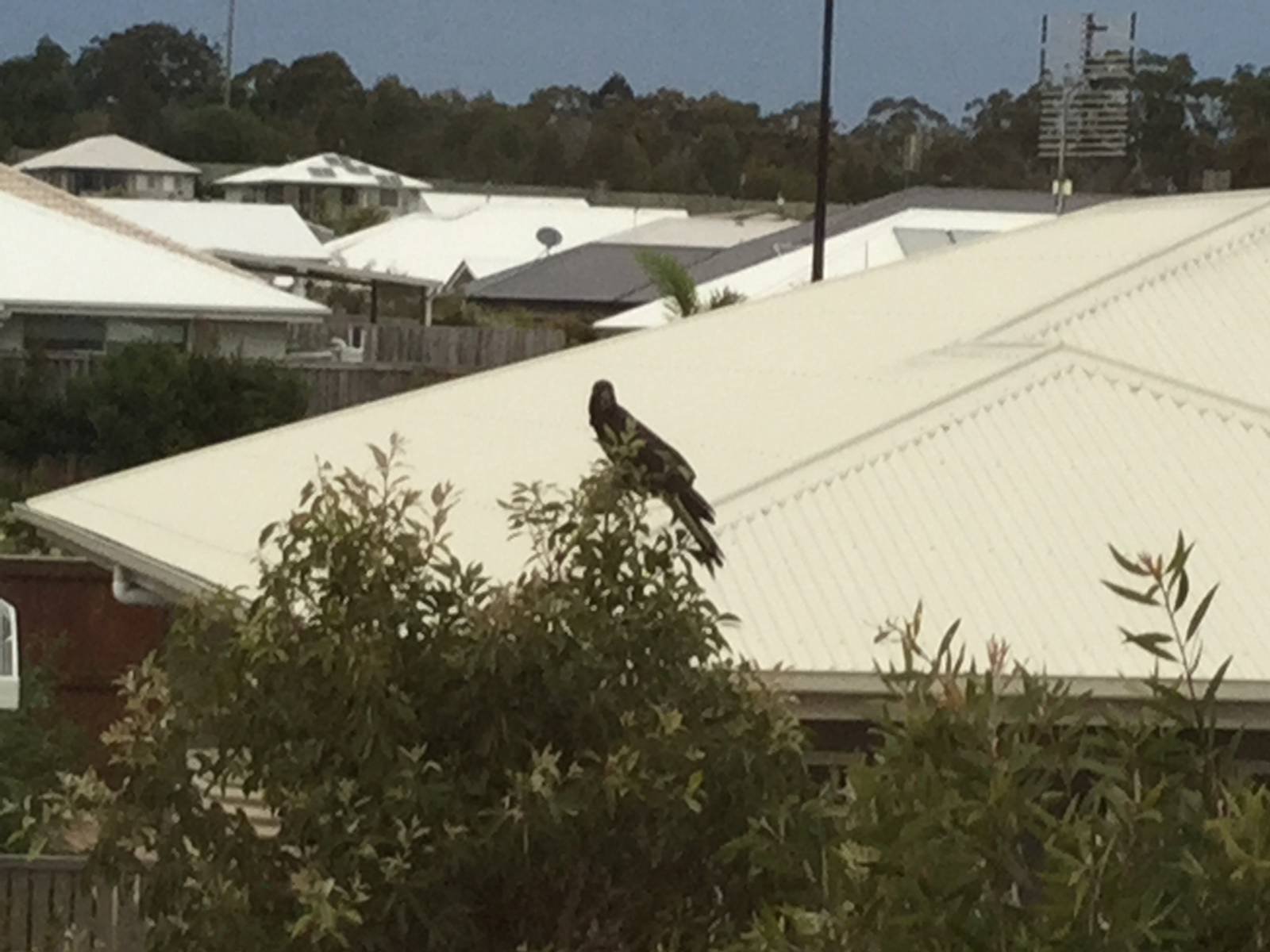 Yellow tailed black cockatoos