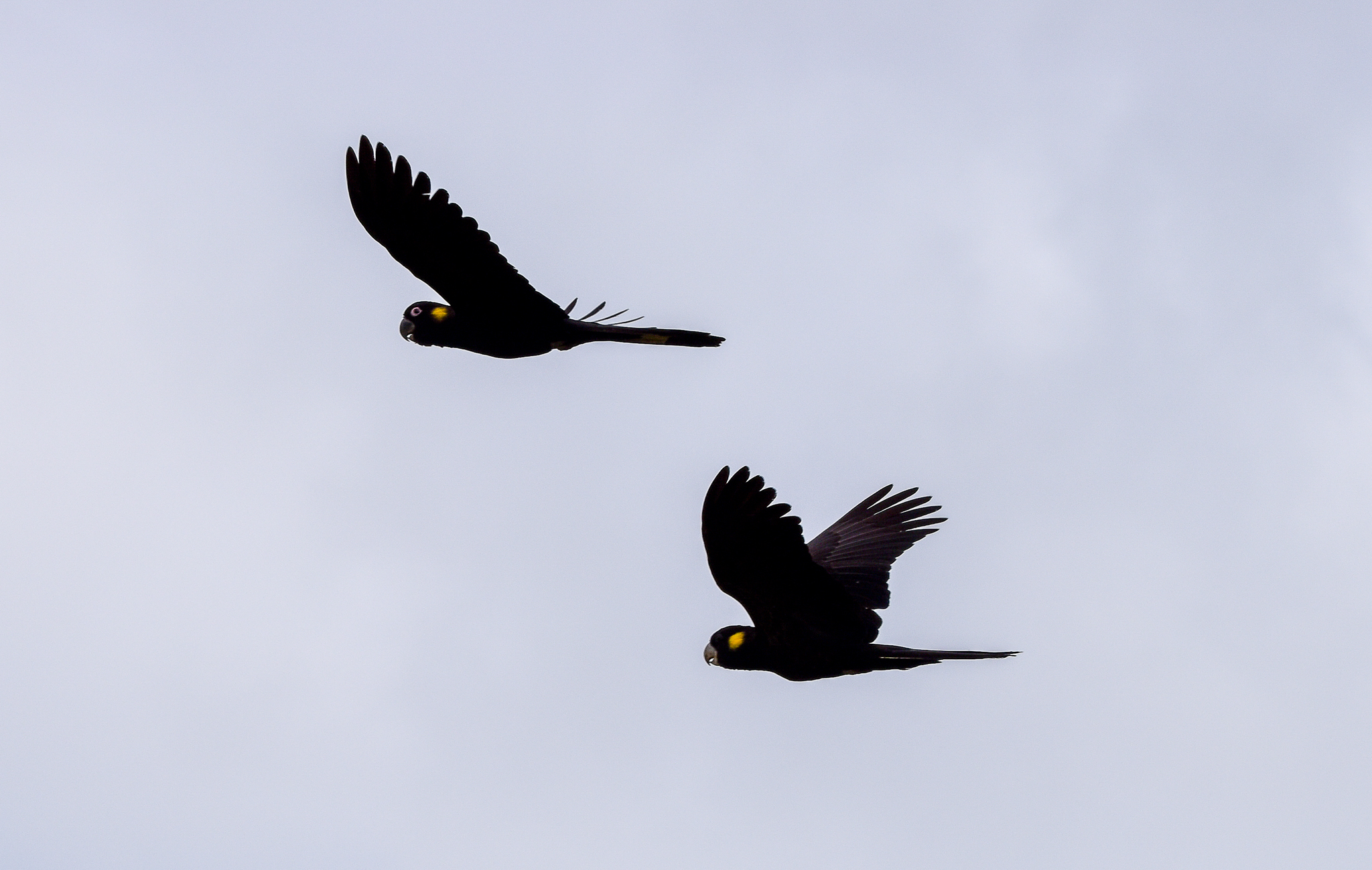 Yellow-tailed Black-Cockatoos