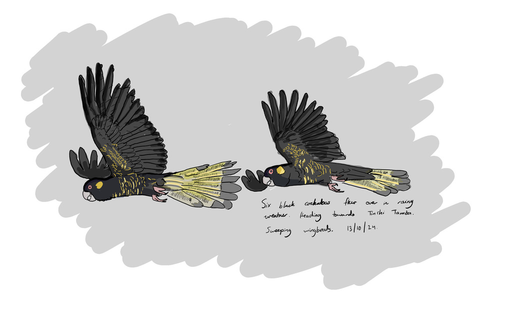 Yellow-tailed Black Cockatoos