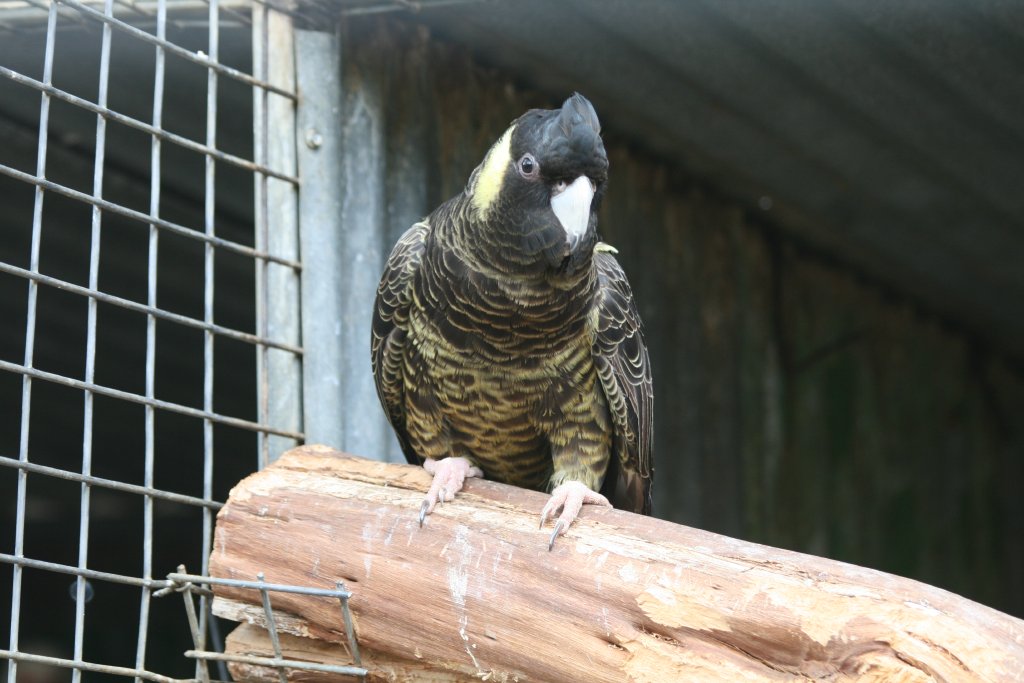Yellow-tailed Cockatoo female
