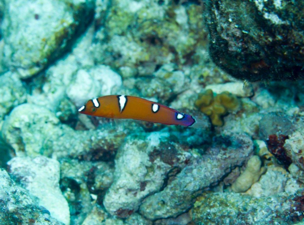 Yellow-tailed Coris - juvenile