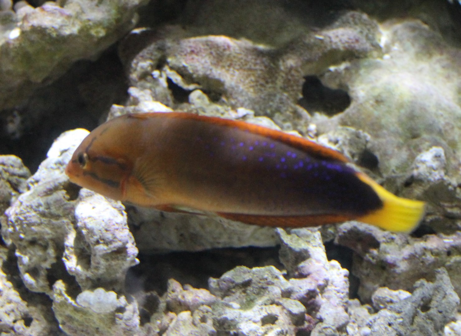 Yellow-tailed coris wrasse - Coris gaimard