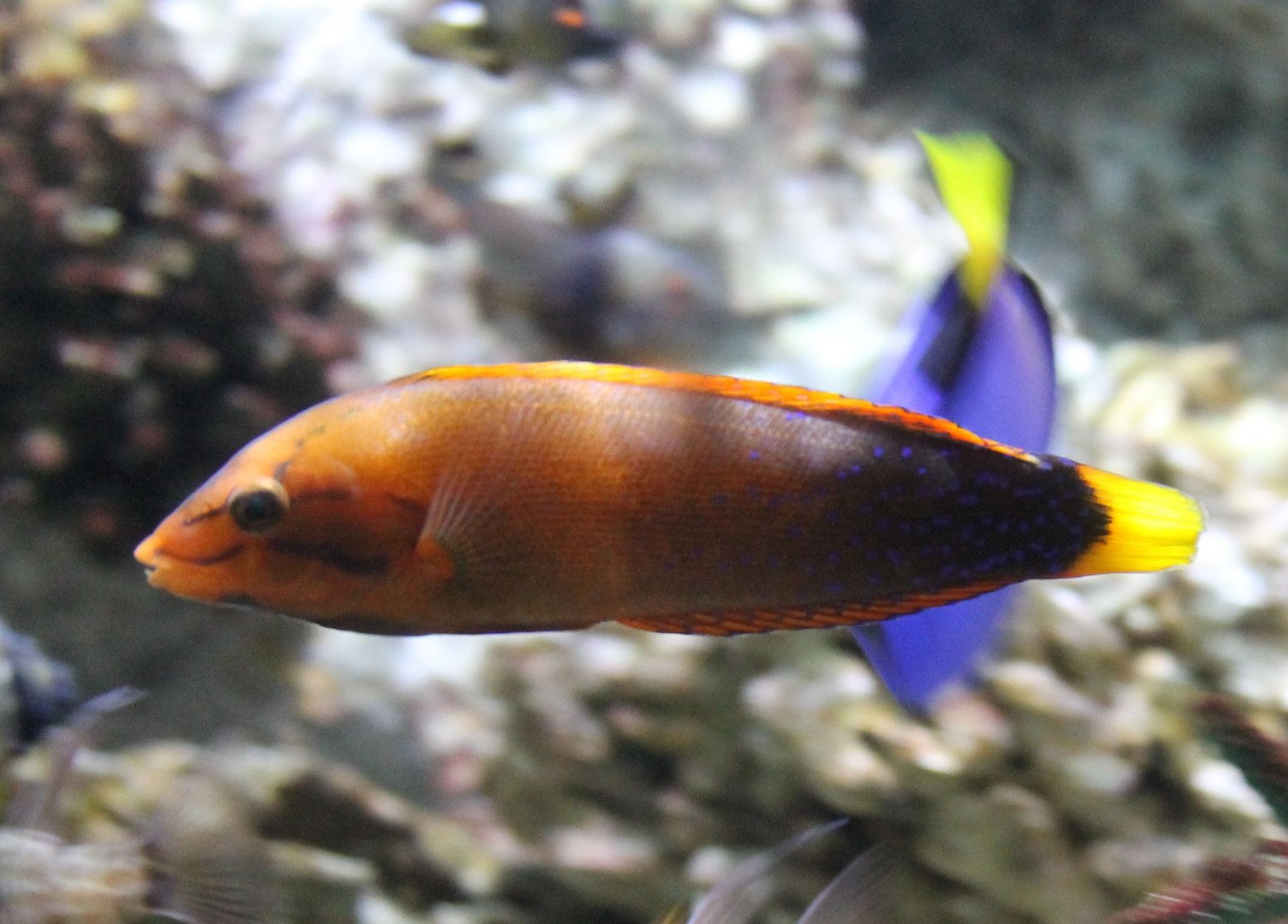 Yellow-tailed coris wrasse - Coris gaimard