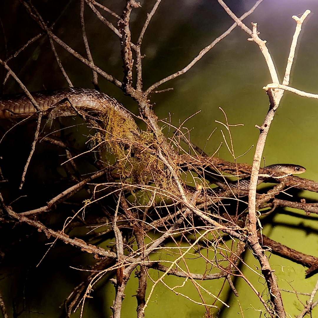 Yellow-Tailed Cribo (Drymarchon corais)