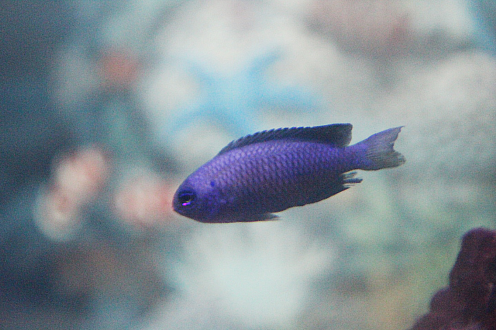 Yellow-tailed damsel (Neopomacentrus azysron)