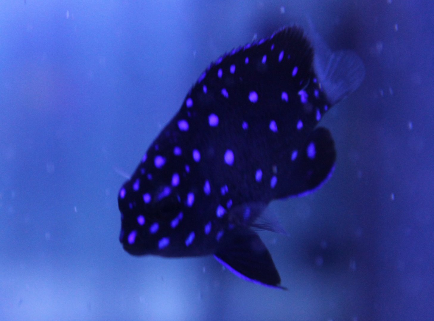 Yellow-tailed damselfish - Microspathodon chrysurus