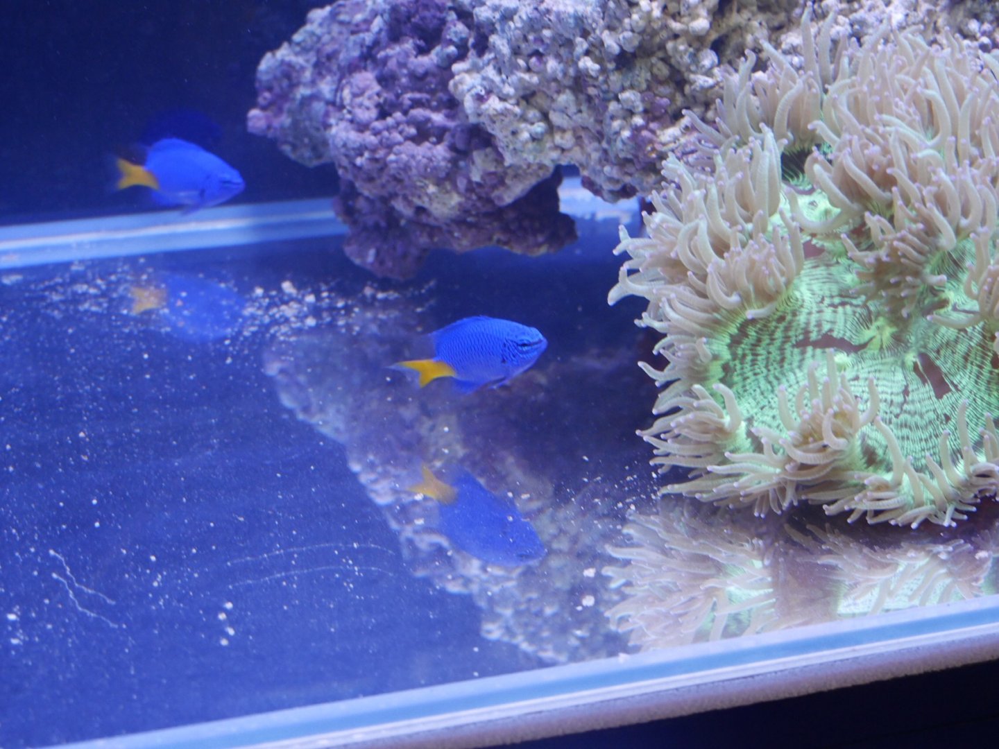 Yellow Tailed Damselfish