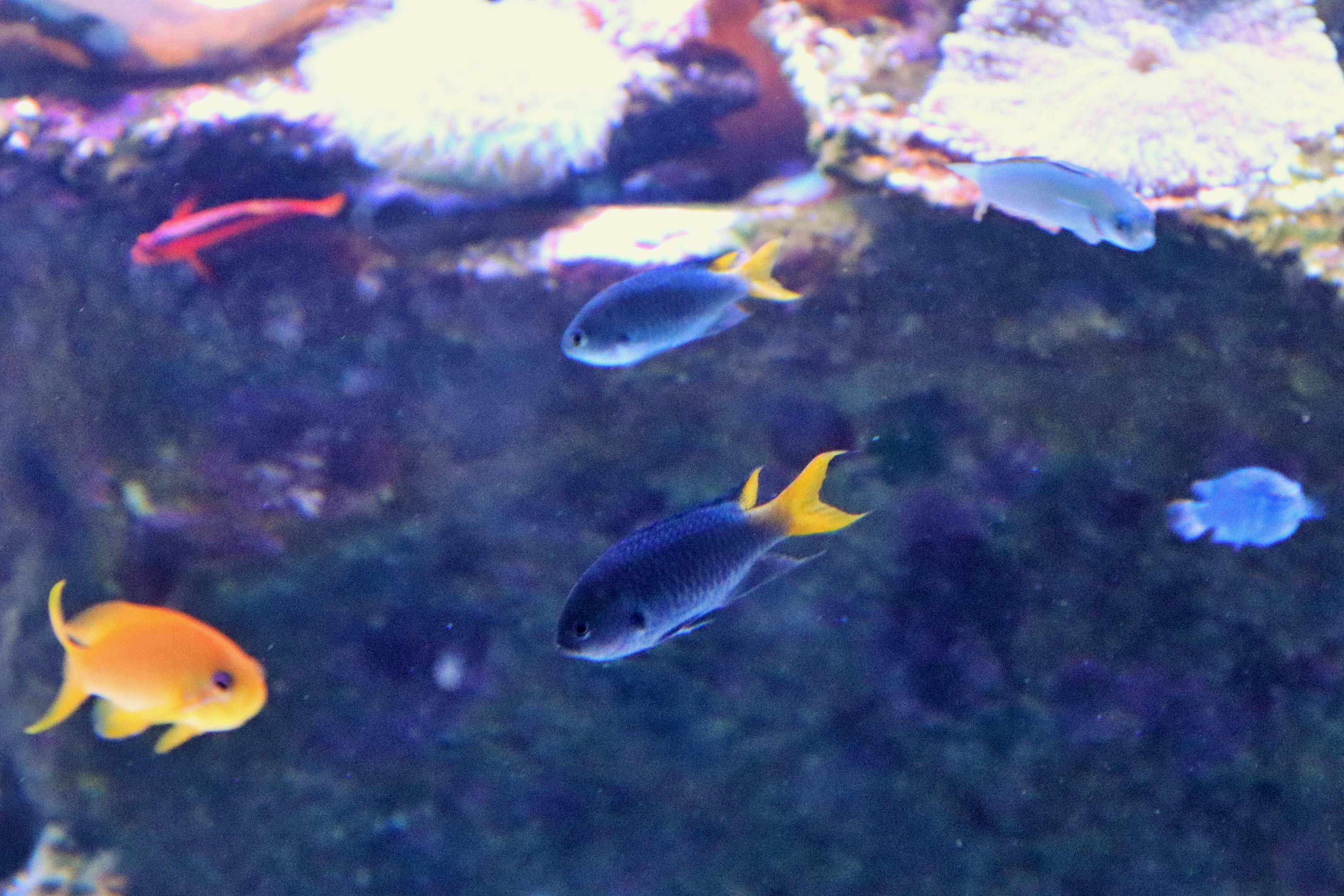 Yellow-tailed Fish ID?