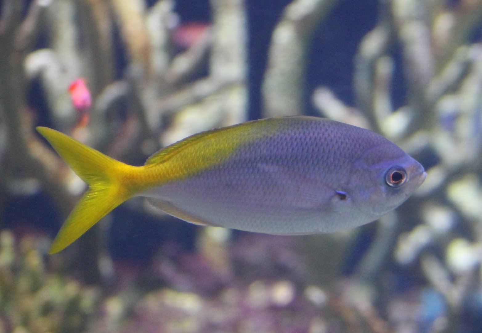 Yellow-tailed fusilier