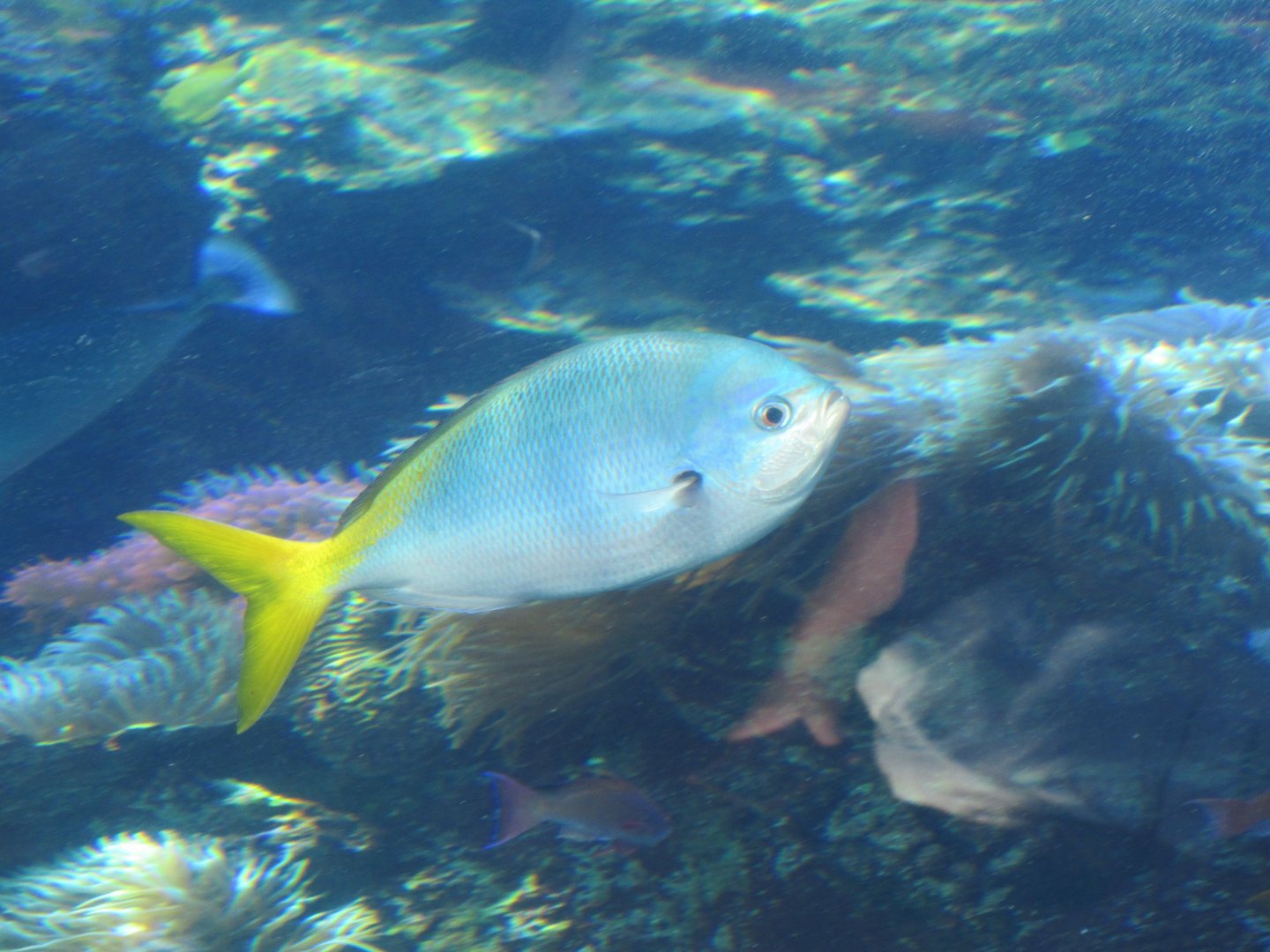 Yellow-tailed Fusilier