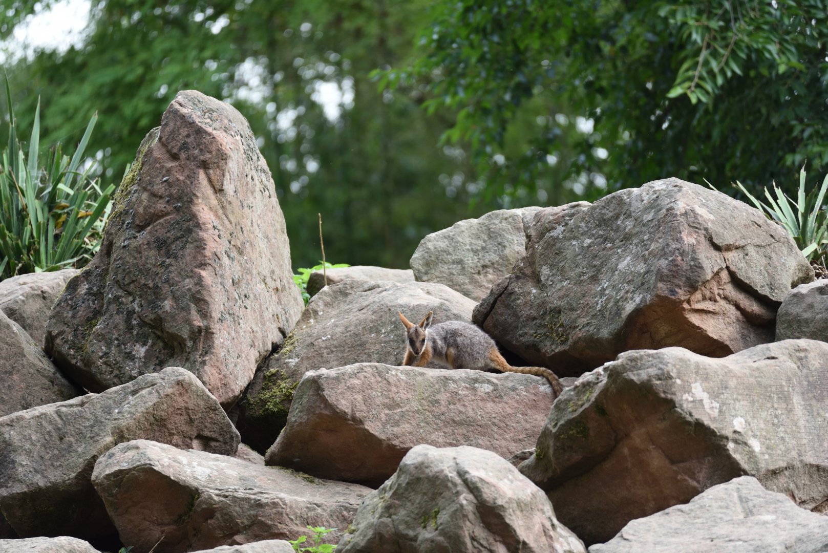Yellow-tailed rock wallaby