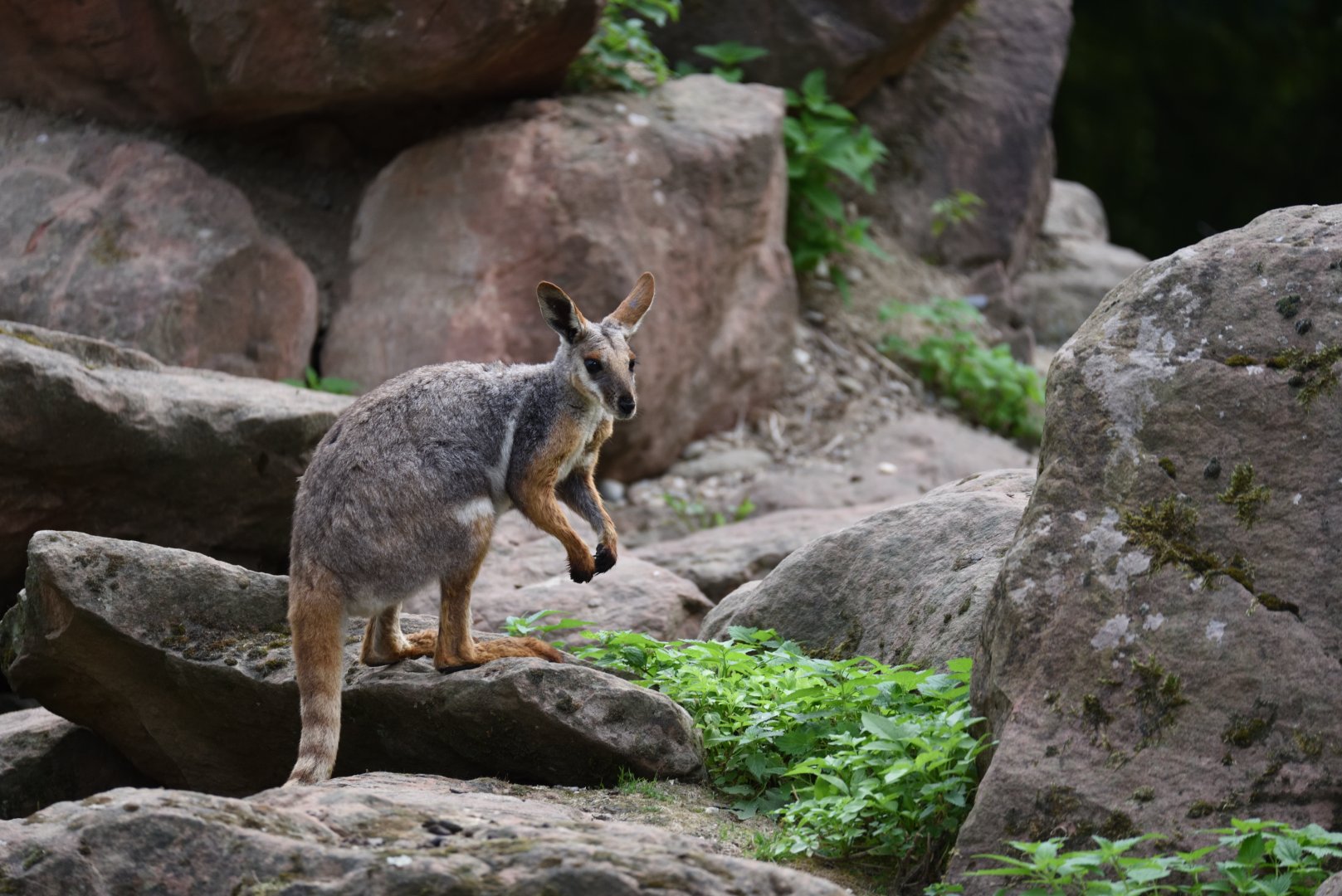 Yellow-tailed rock wallaby