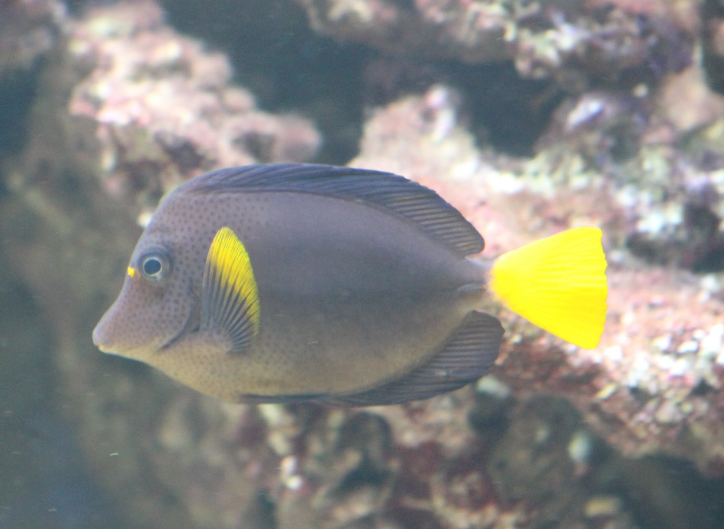 Yellow-tailed surgeonfish - Zebrasoma xanthurum